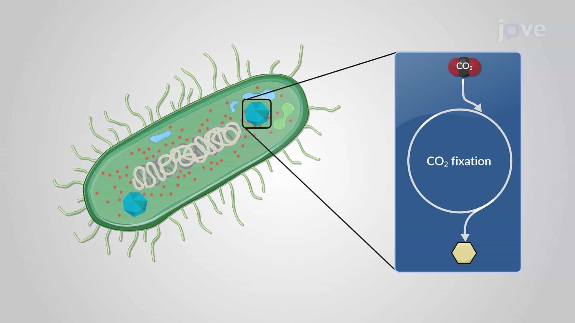 Biosynthesis in Bacteria