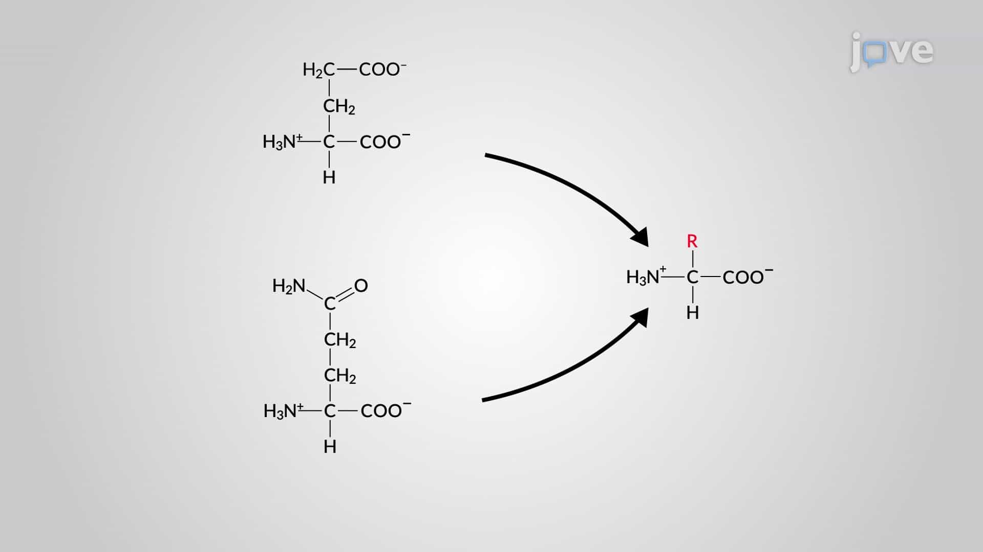 Amino Acid Biosynthetic Pathways