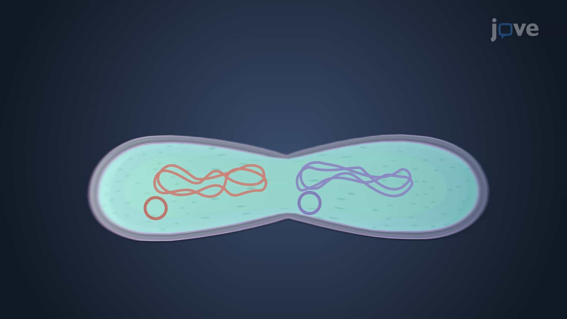 Binary Fission
