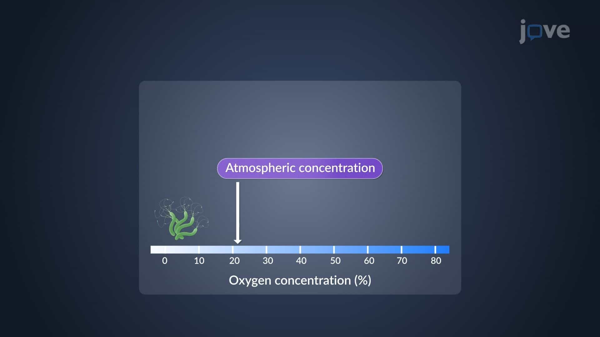 Oxygen Requirements and Growth Patterns