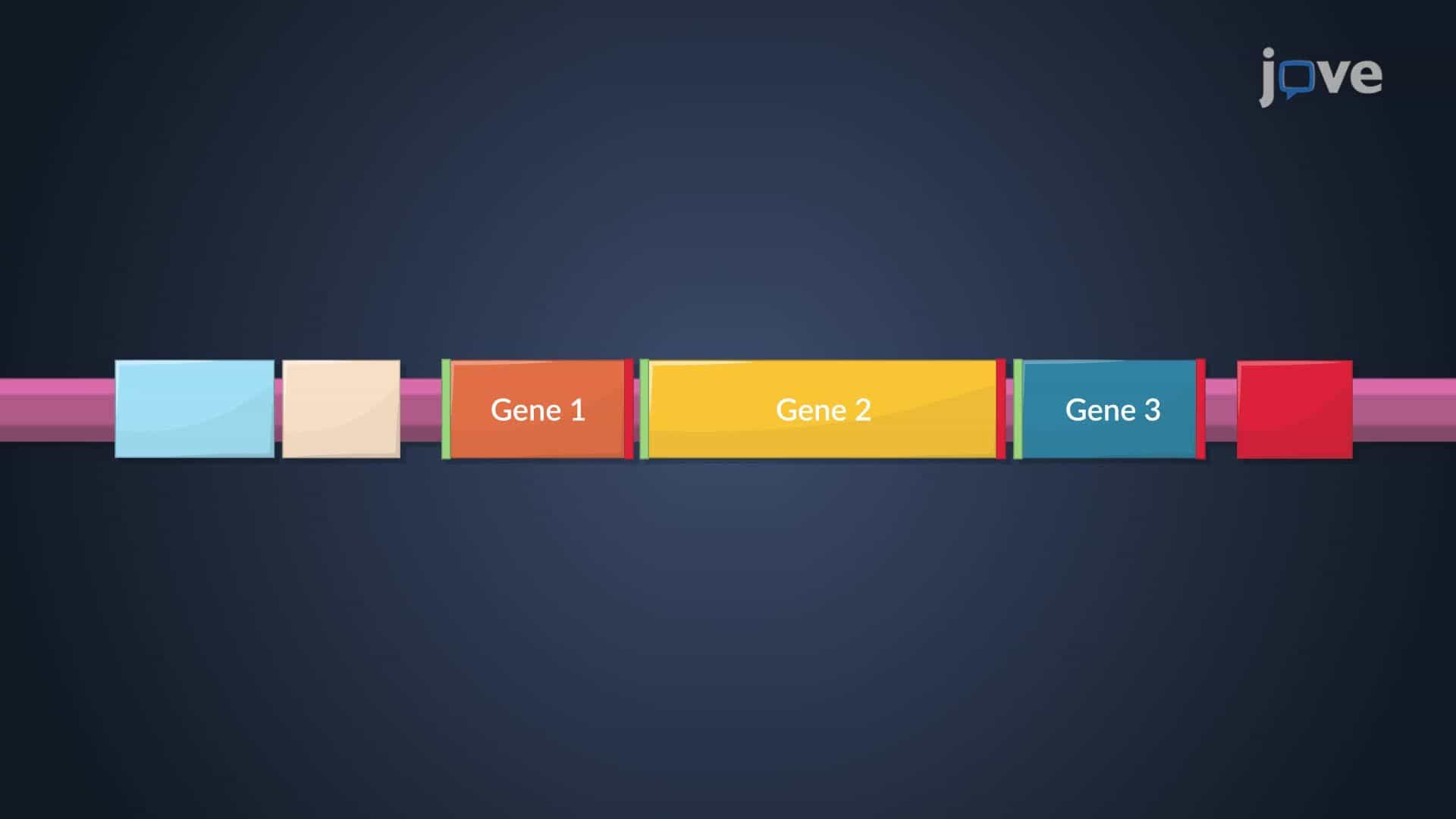 Prokaryotic Gene Structure and Organization