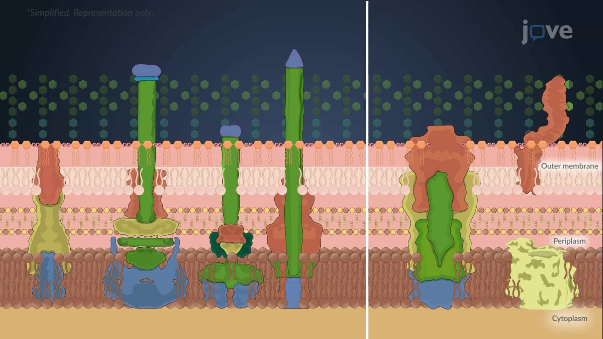 Gram-negative Bacterial Protein Secretion Systems