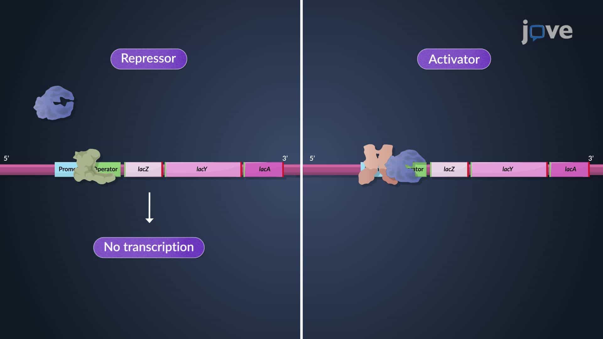 Constitutive and Regulated Gene Expression