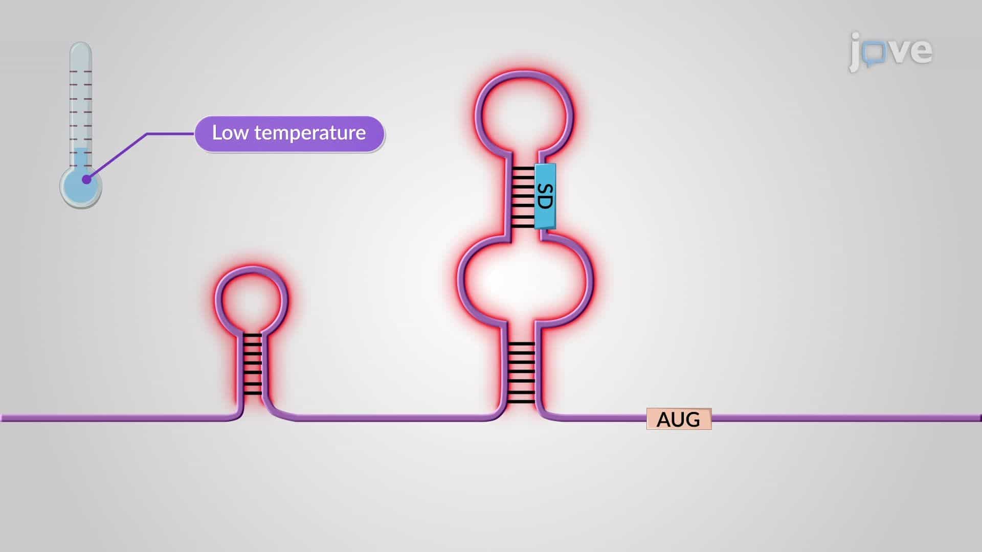 Translational Regulation