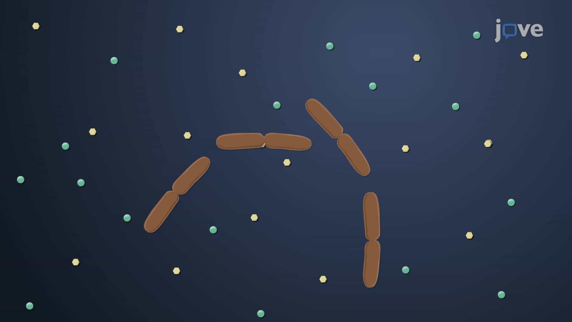Stringent Response in E. coli