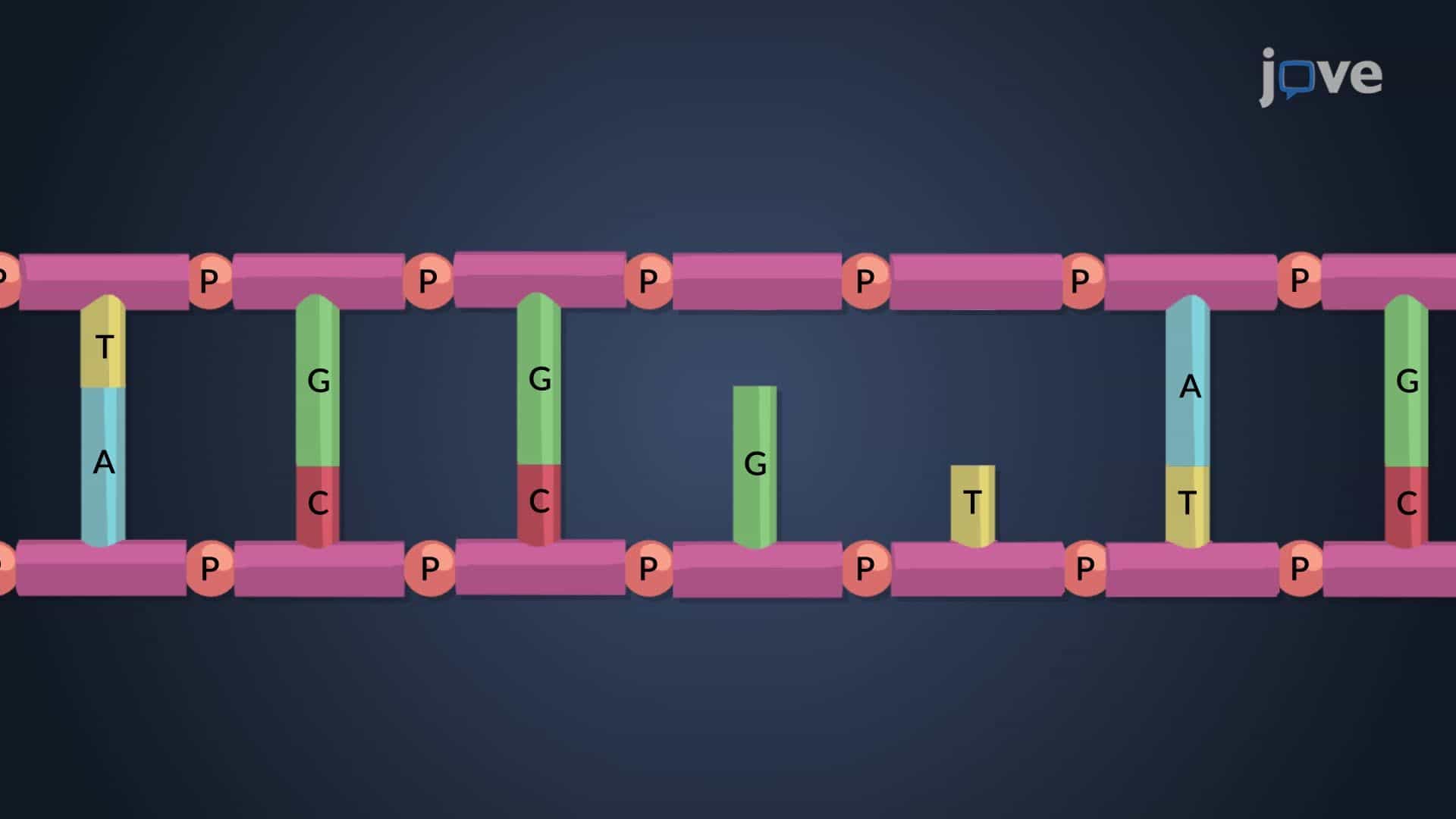 Spontaneous and Induced Mutations