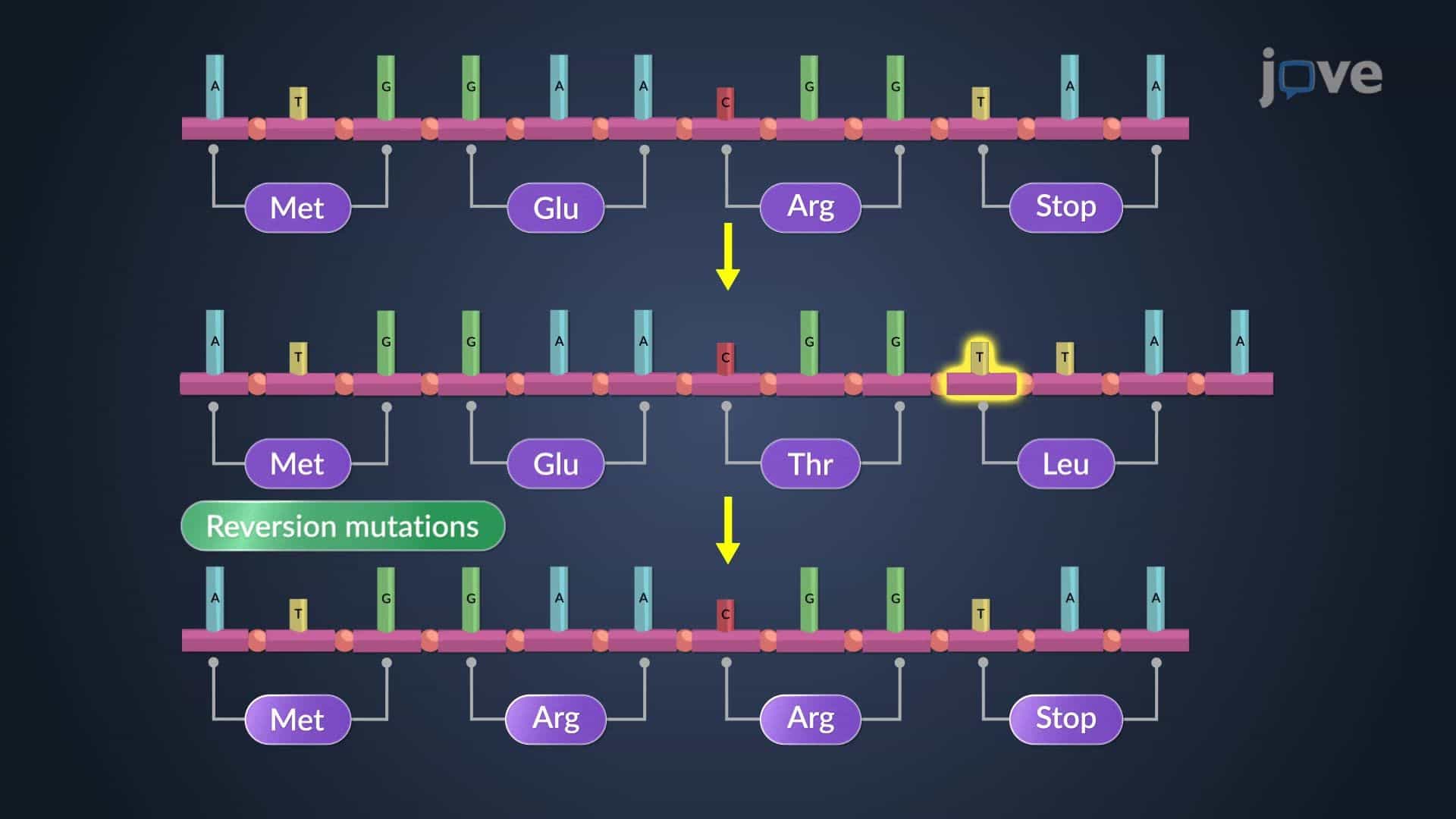 Point and Frameshift Mutations
