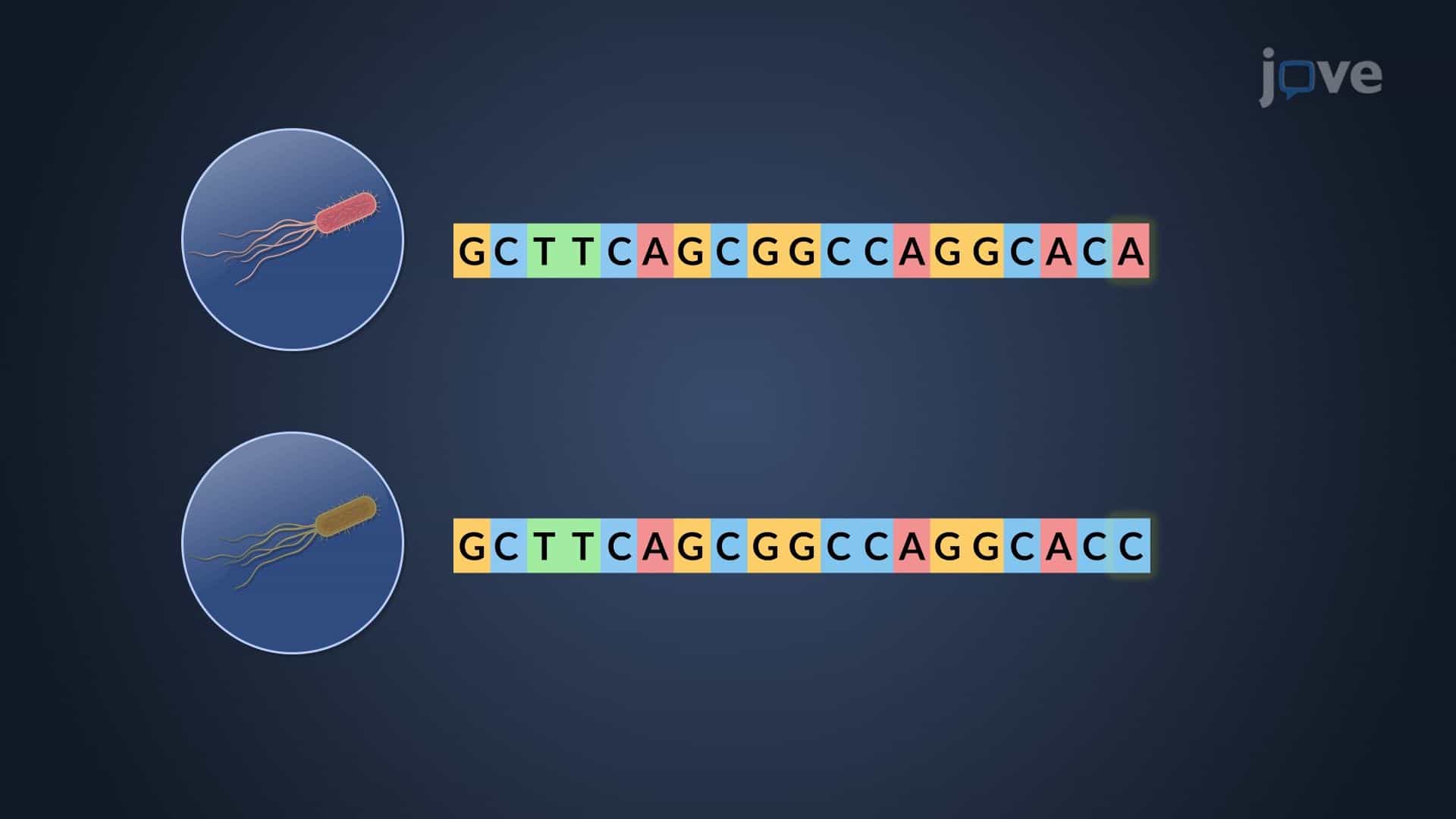 Modern Molecular Taxonomy