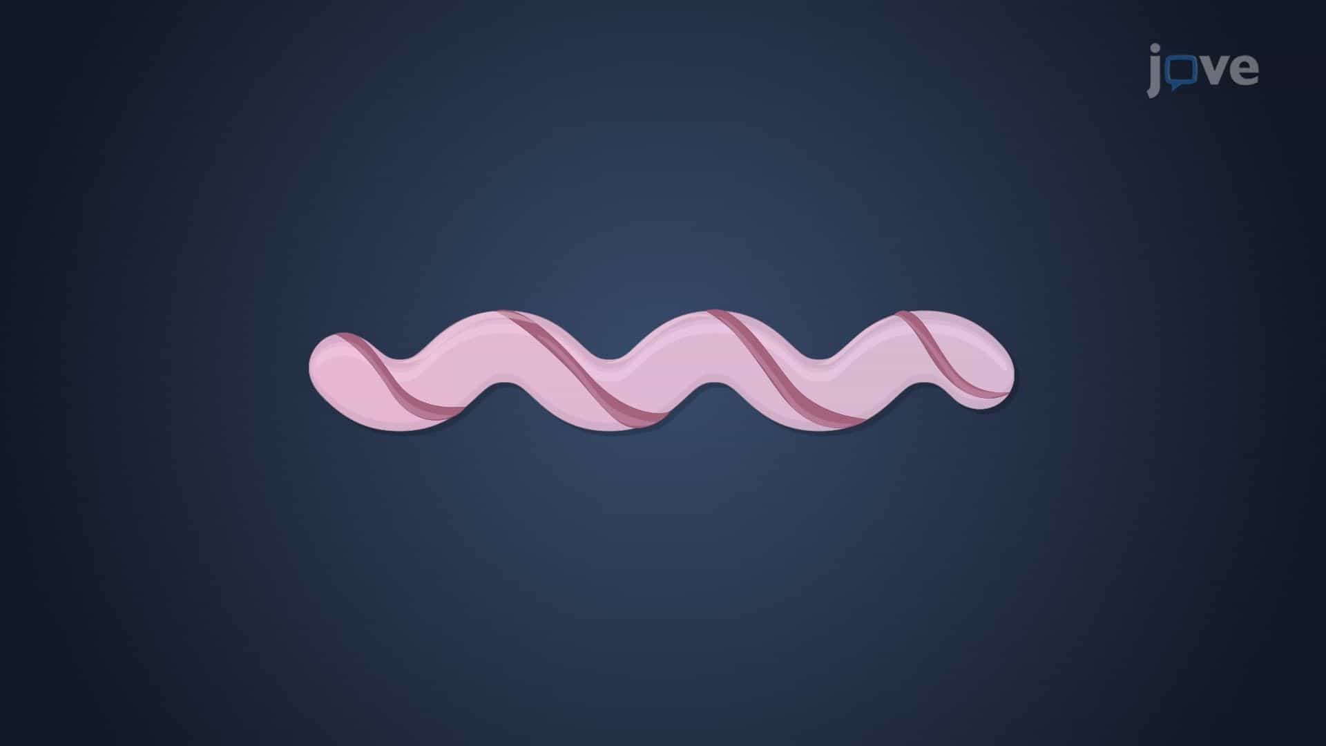 Bacterial Phylum Spirochaetes
