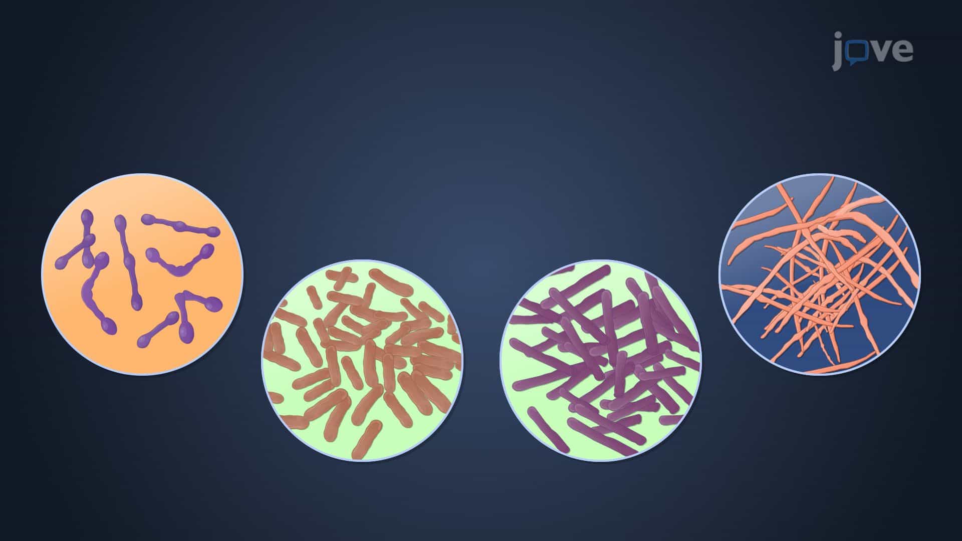 Bacterial Phylum Actinobacteria