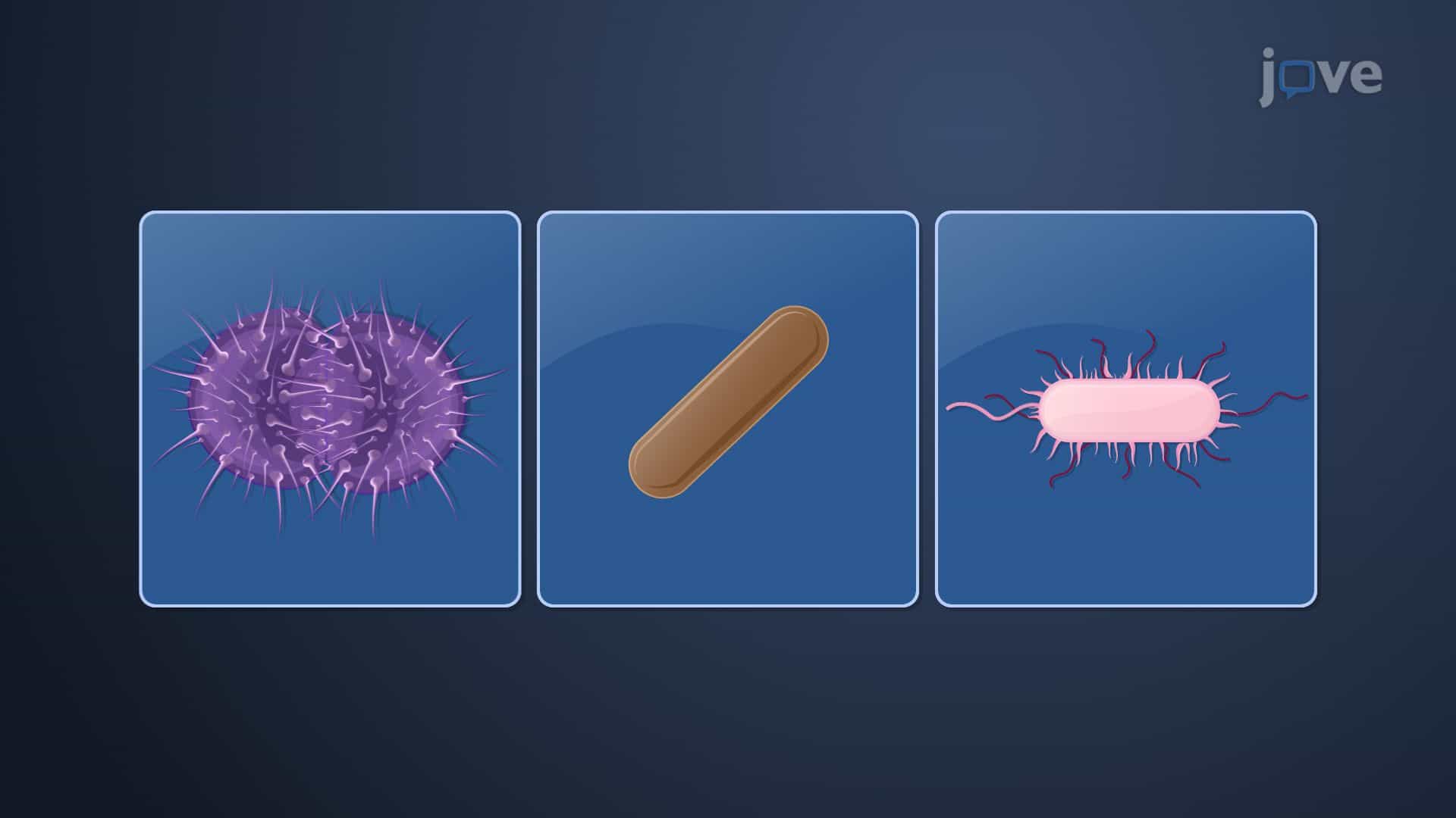 Hyperthermophilic Bacteria