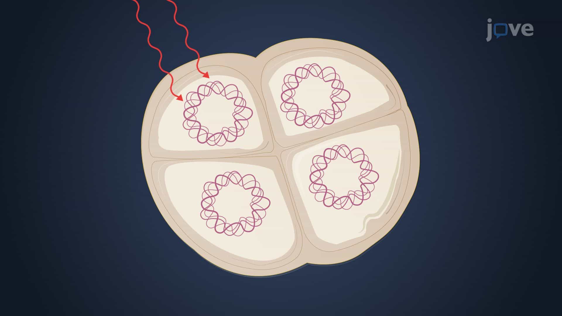 Other Unique Bacteria