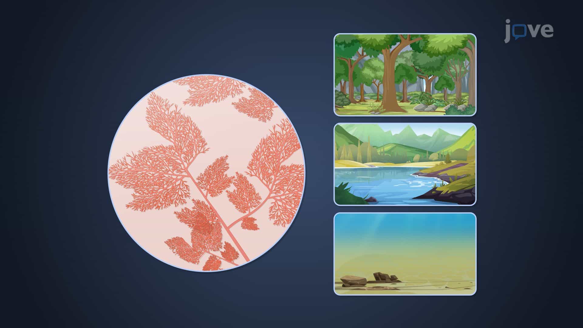Red Algae