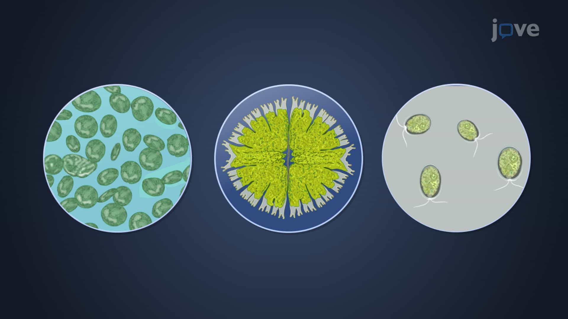 Green Algae