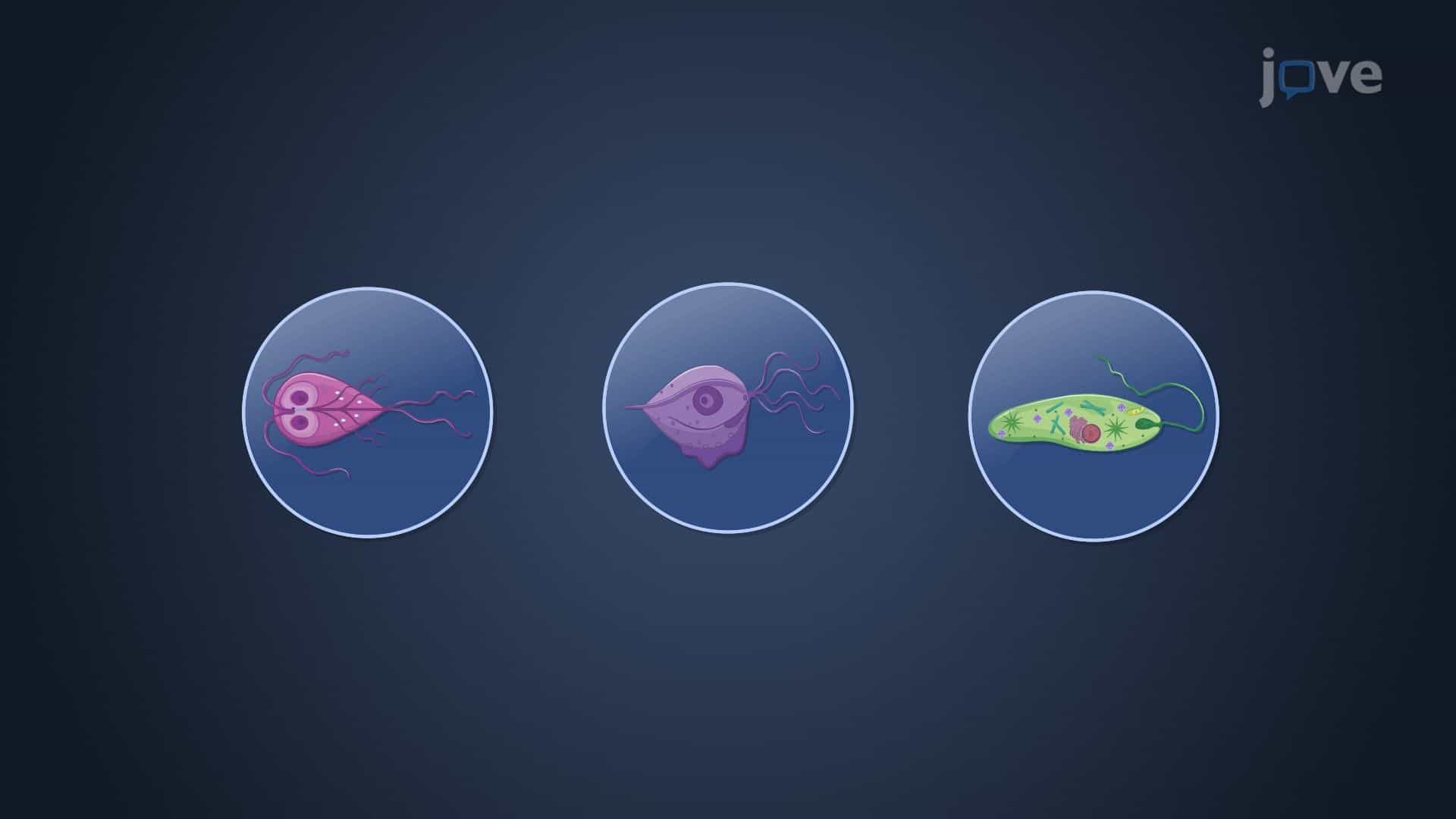 Diversity of Protists I