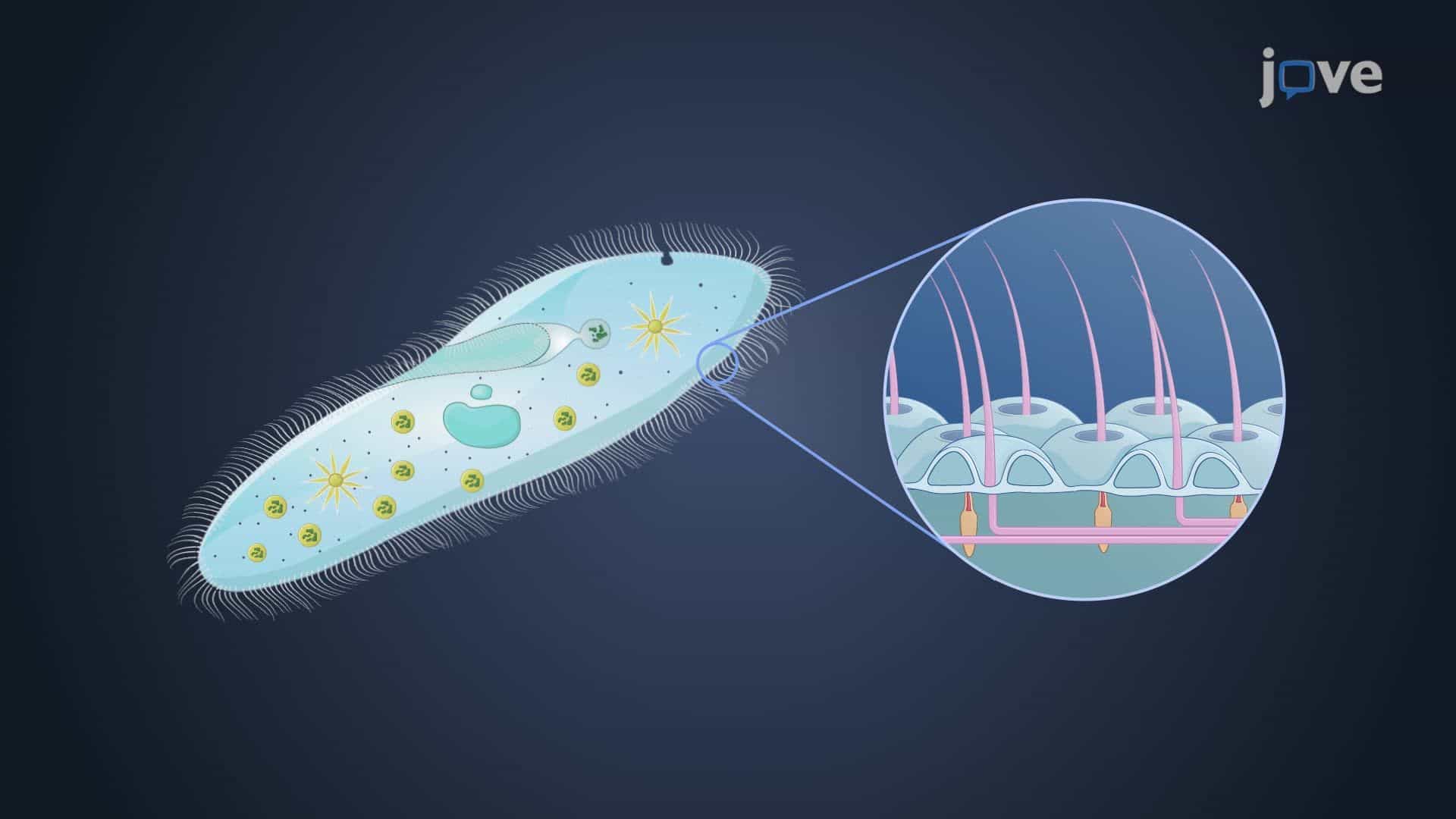 Diversity of Protists II