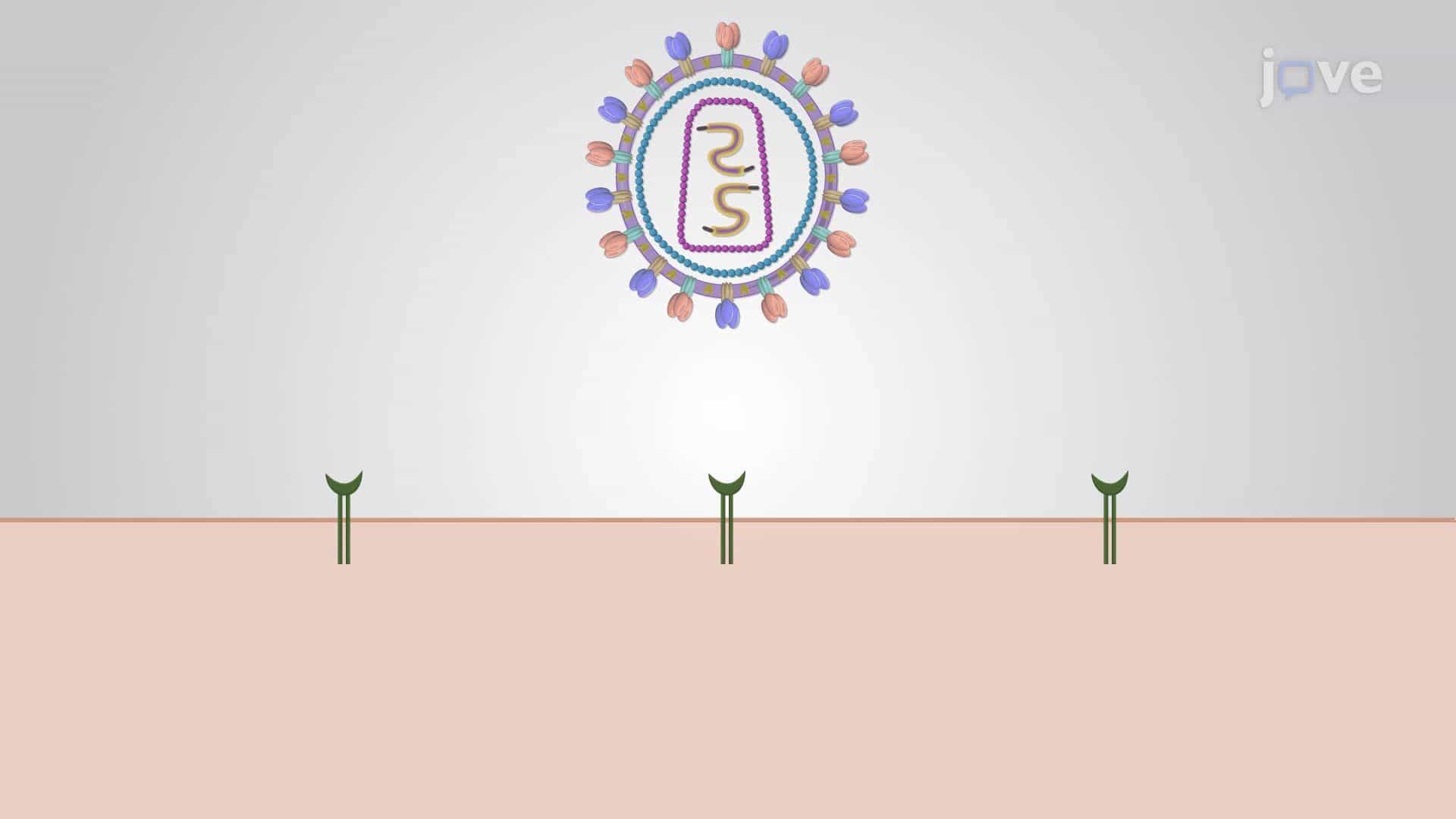 Introduction to Virus