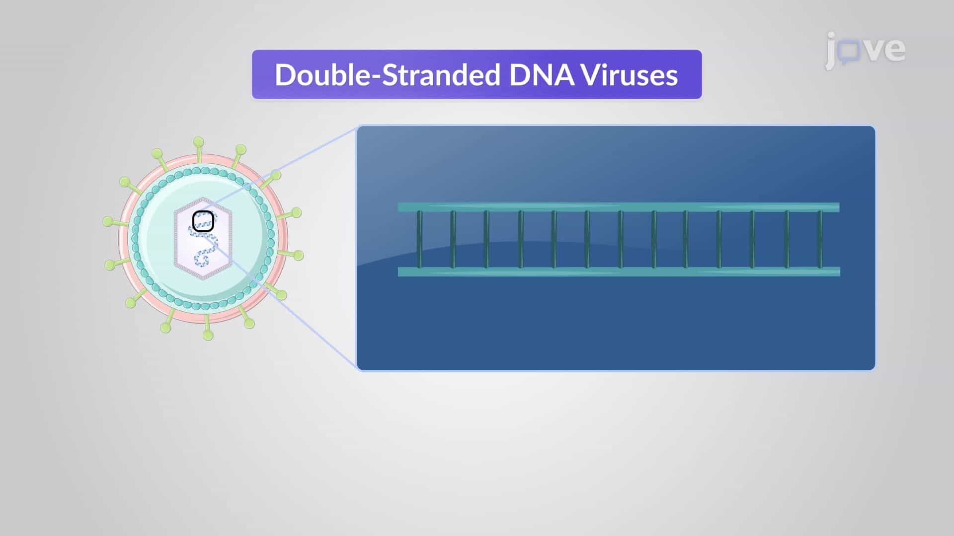 Size and Structure of Viral Genomes