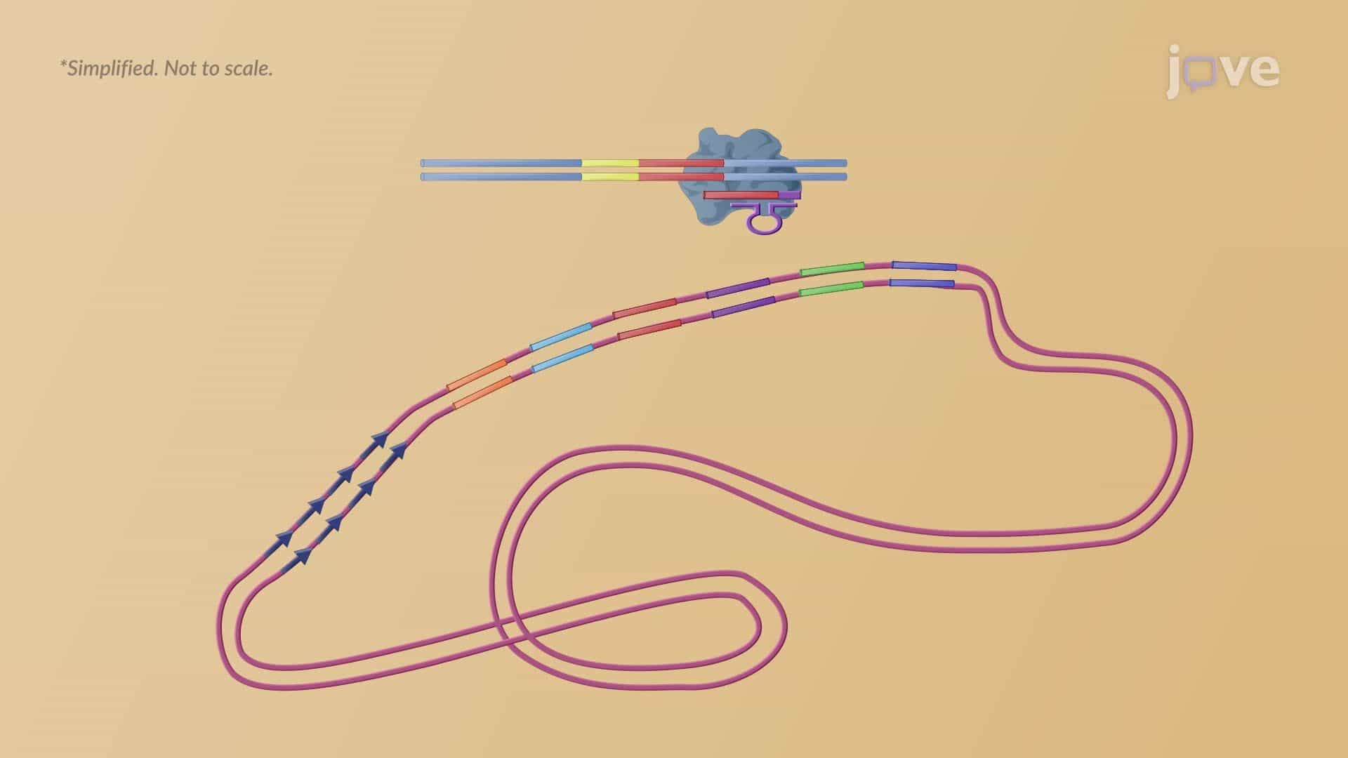 The Antiviral System of Bacteria and Archaea: CRISPR