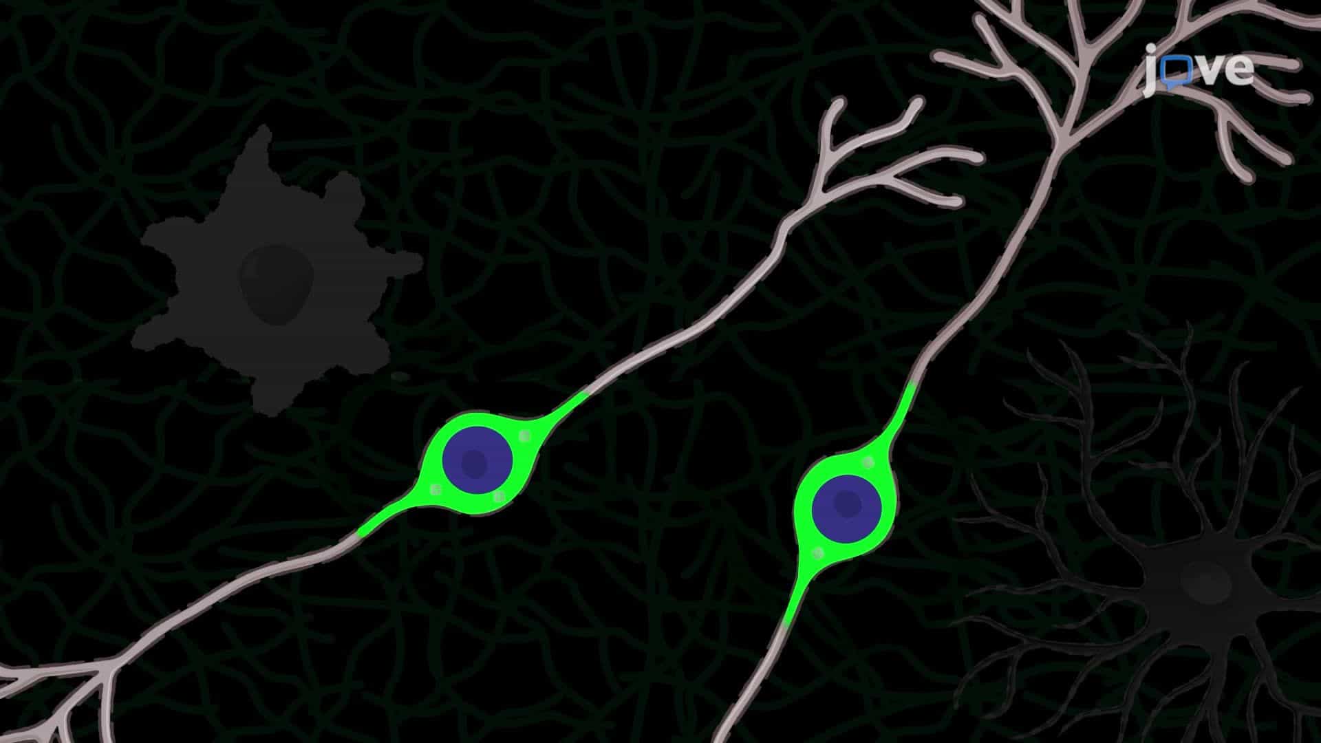 Immunohistochemistry of Mouse Brain Tissue Sections for Targeting Dopamine Neurons