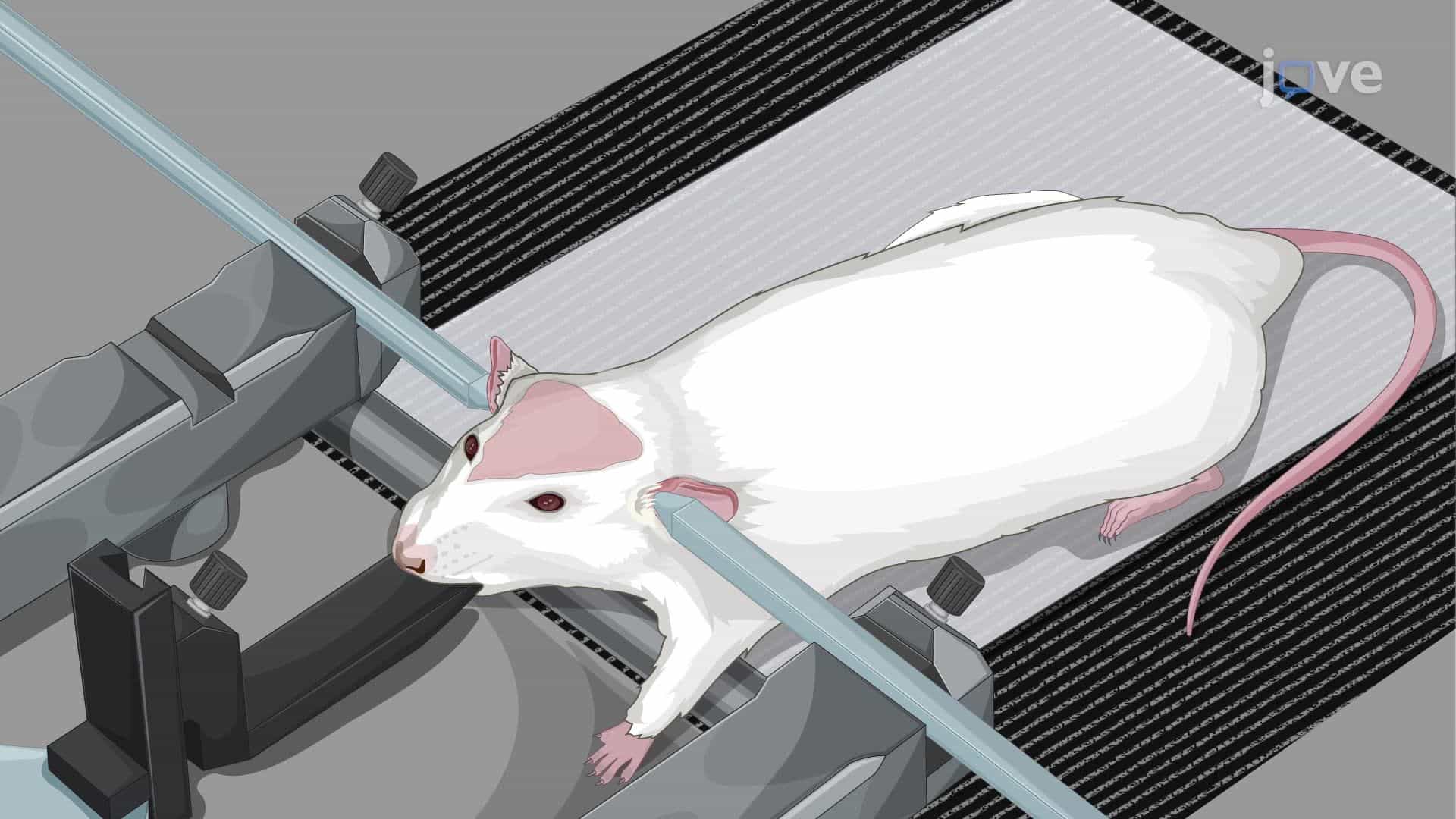 Induction of Neuropathic Pain in a Rat Model by Constriction of the Infraorbital Nerve
