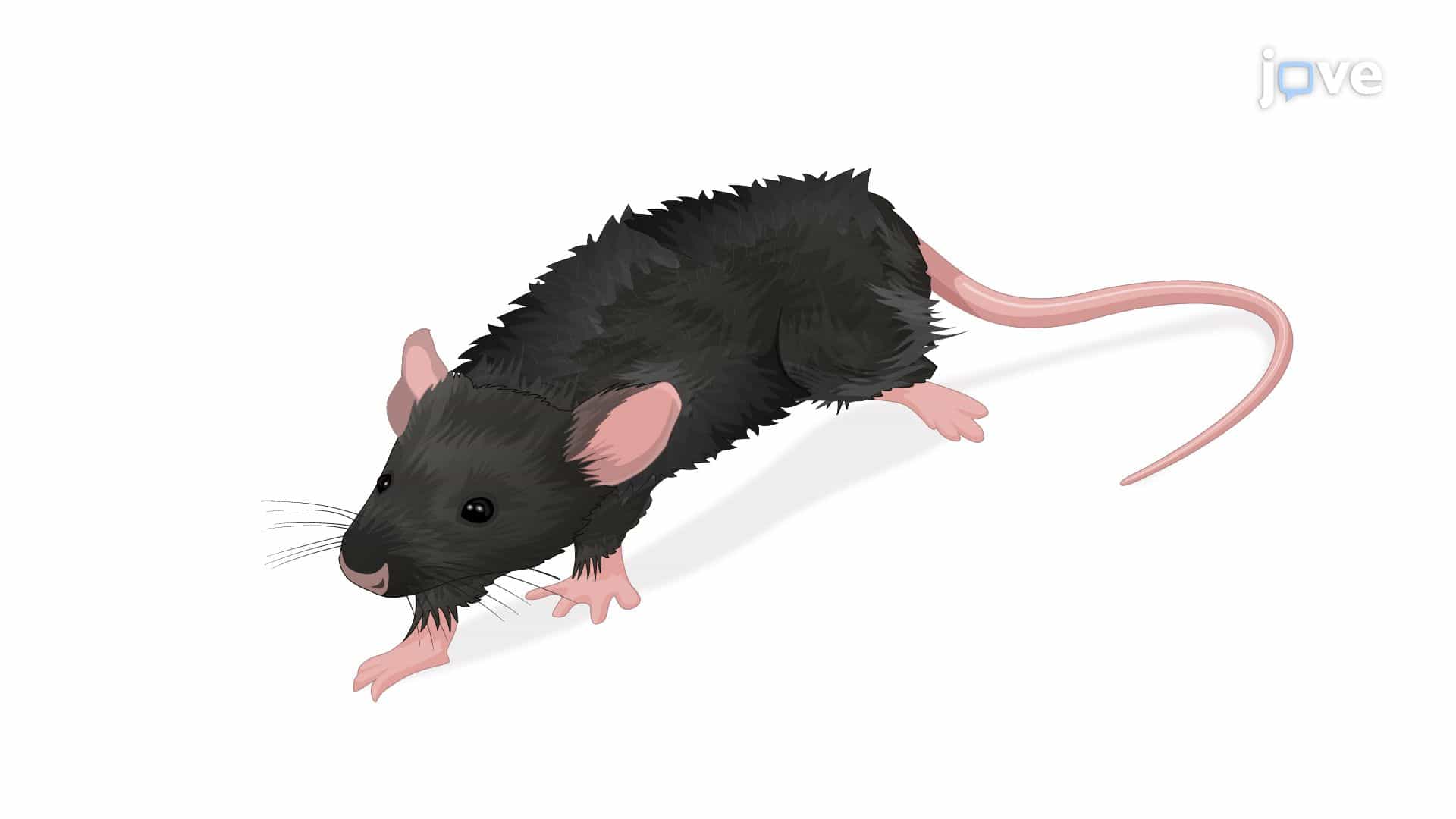Induction and Evaluation of Depression in Mice Through Chronic Stress Exposure