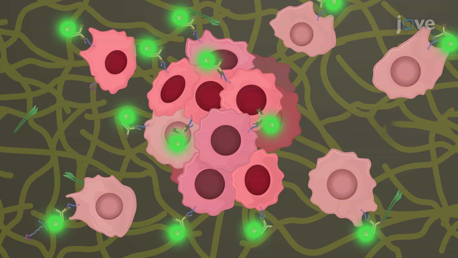 Immunocytochemistry-Based Imaging for Visualizing Pediatric Glioma Cell Migration