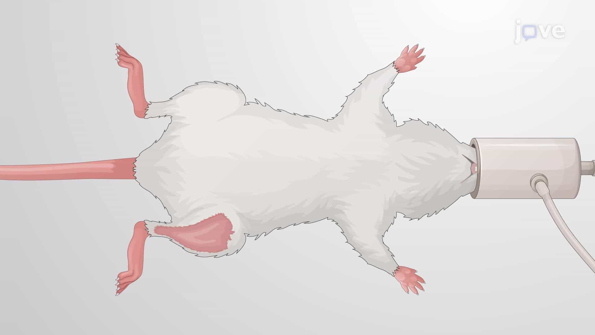 Generating a Rat Model of Tibial Neuroma Transposition