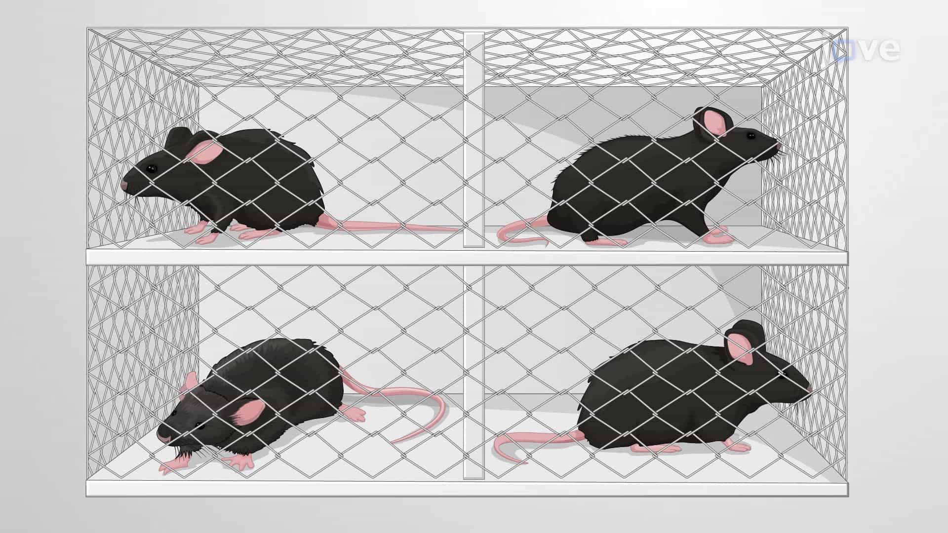 Inducing Hearing Loss in Mice Through Prolonged High-Volume Sound Exposure
