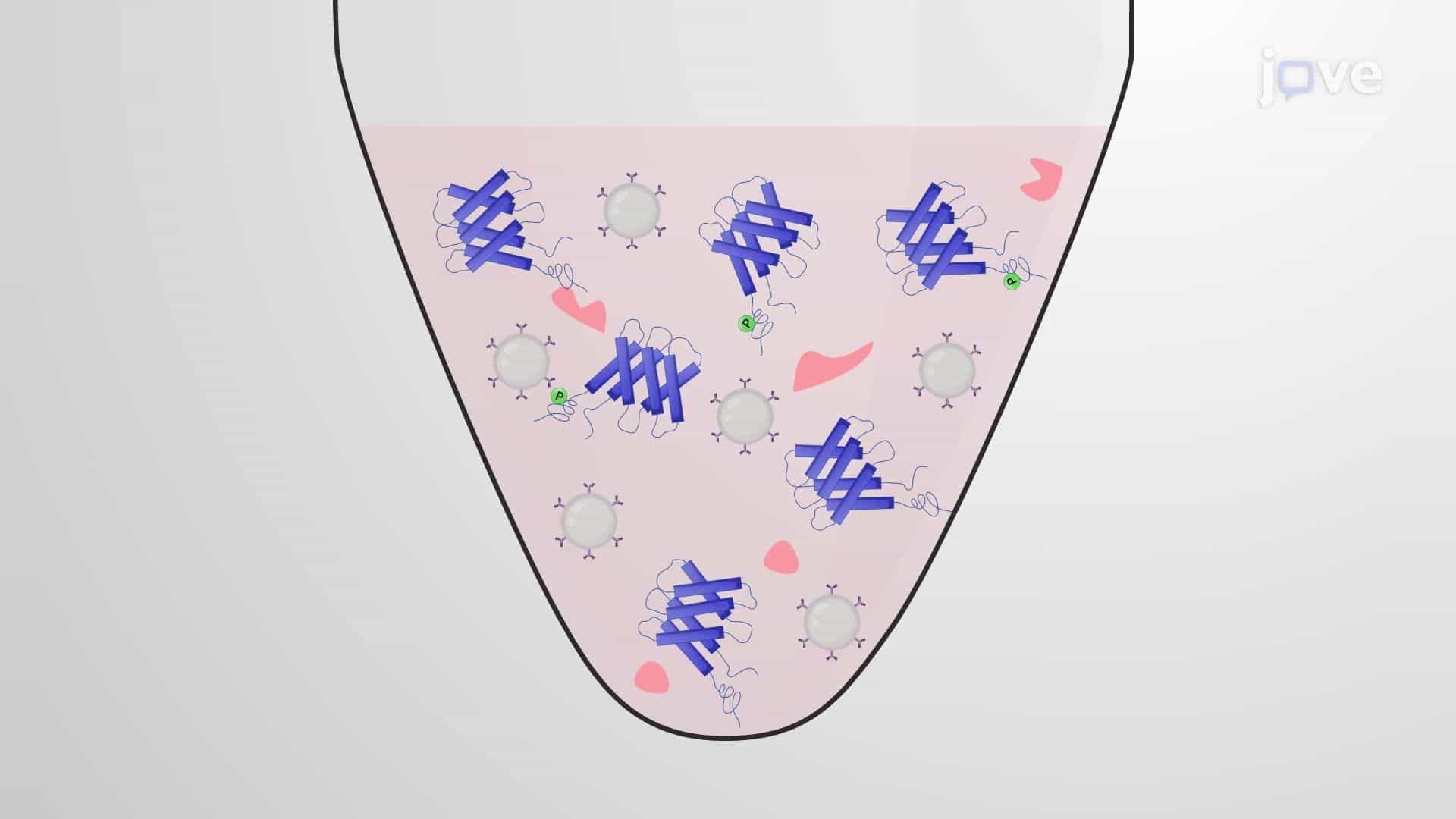 Detection of Phosphorylated Neuronal Potassium-Chloride Cotransporter 2 via Western Blotting