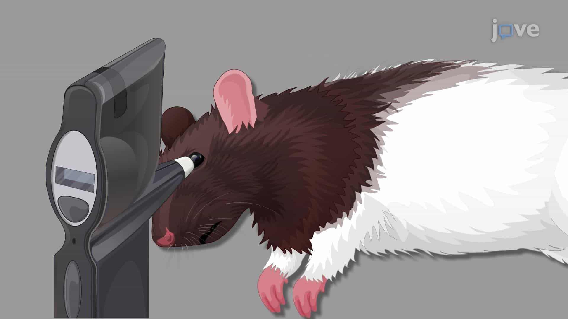 Induction of Elevated Intraocular Pressure in a Rat Model