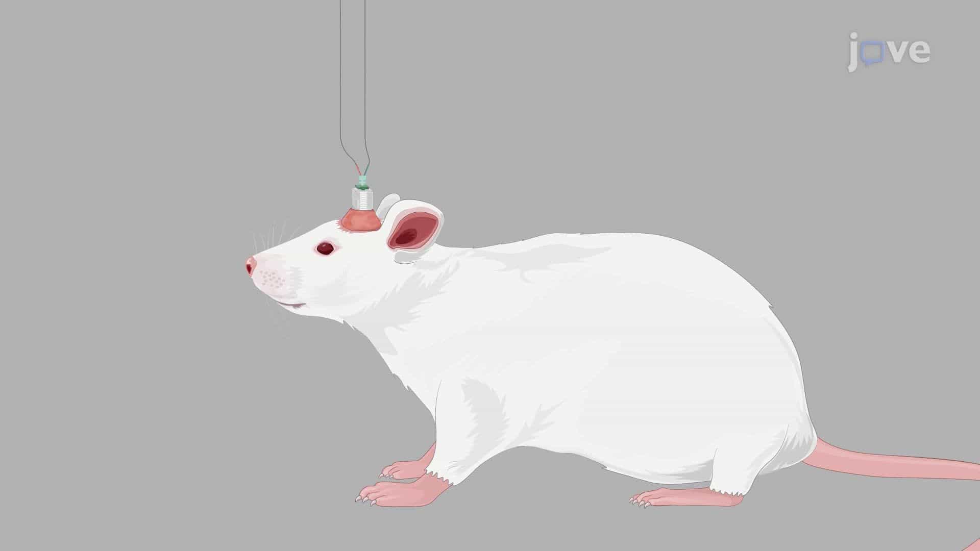 Assessment of Excitatory Neurotransmitter Levels in Chronic Epilepsy-Induced Rats