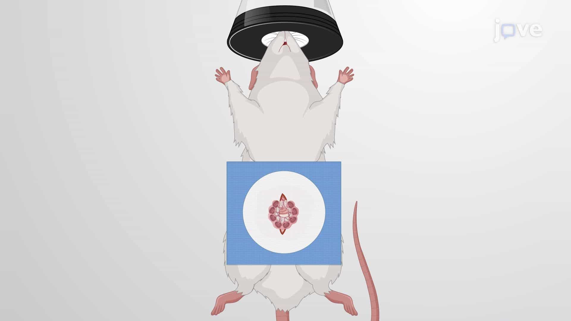 Inducing Hypoxic-Ischemic and Inflammatory Conditions to Model Encephalopathy in Prenatal Rats