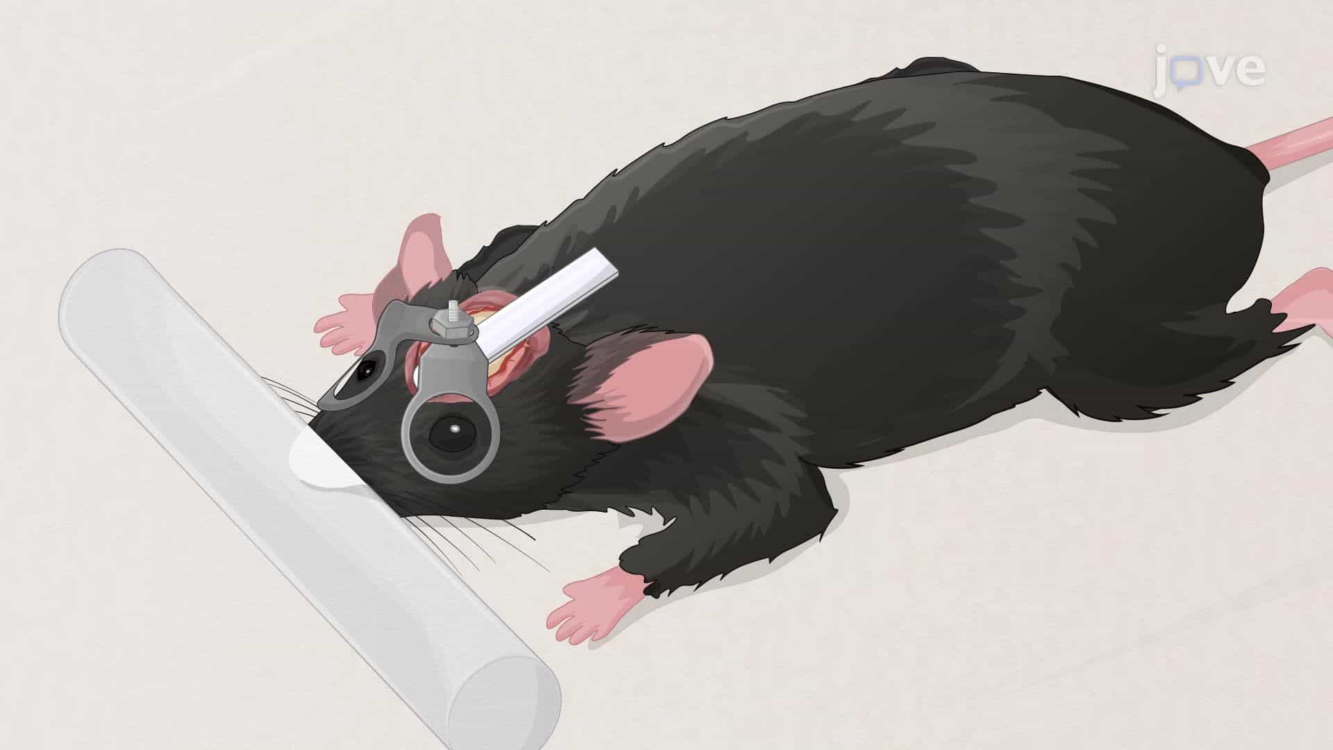 Developing Myopia in a Mouse Model Through Lens-Induced Defocusing