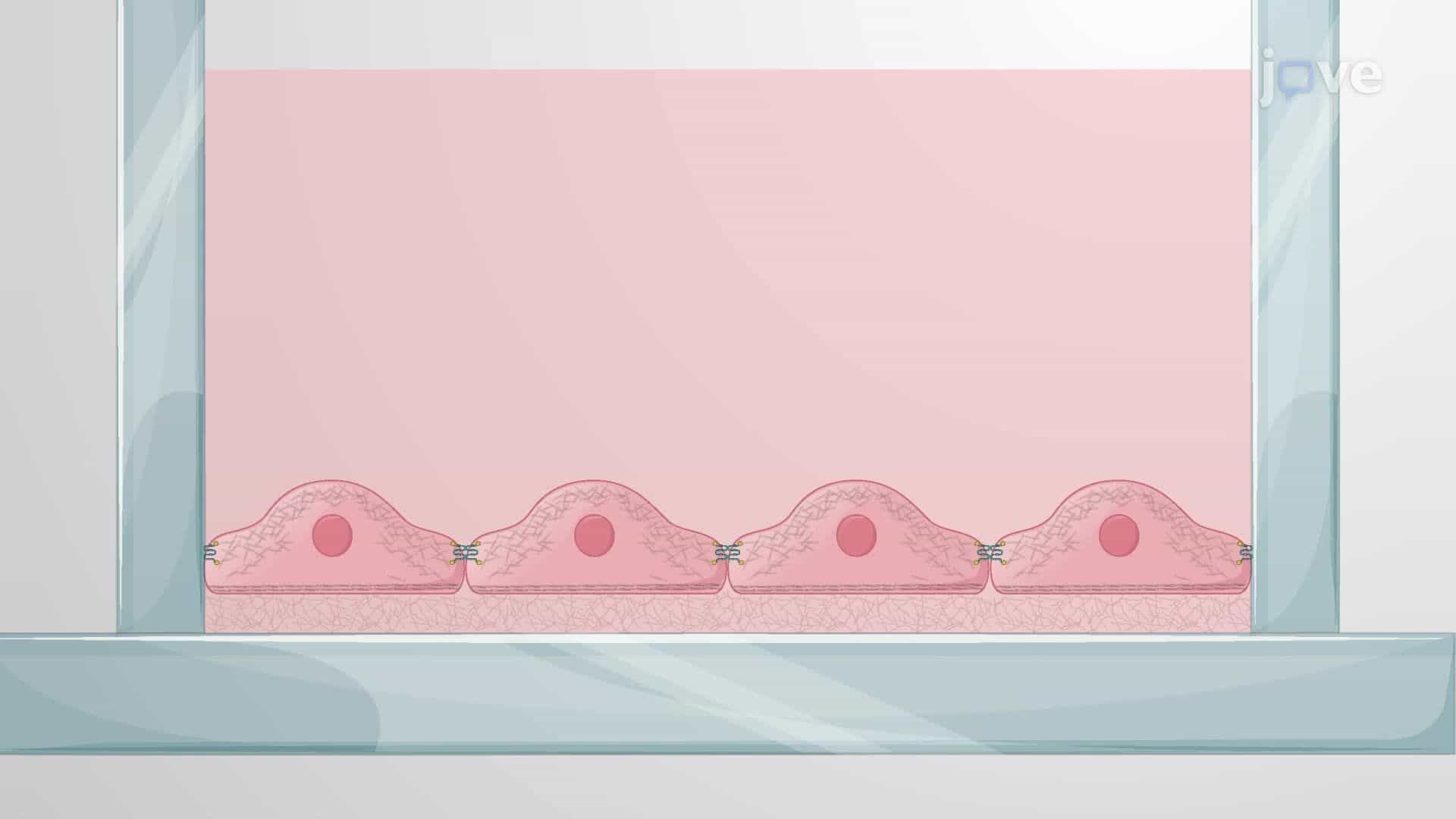 Impact of Oxygen-Glucose Deprivation and Reoxygenation on Cell-Cell Interactions