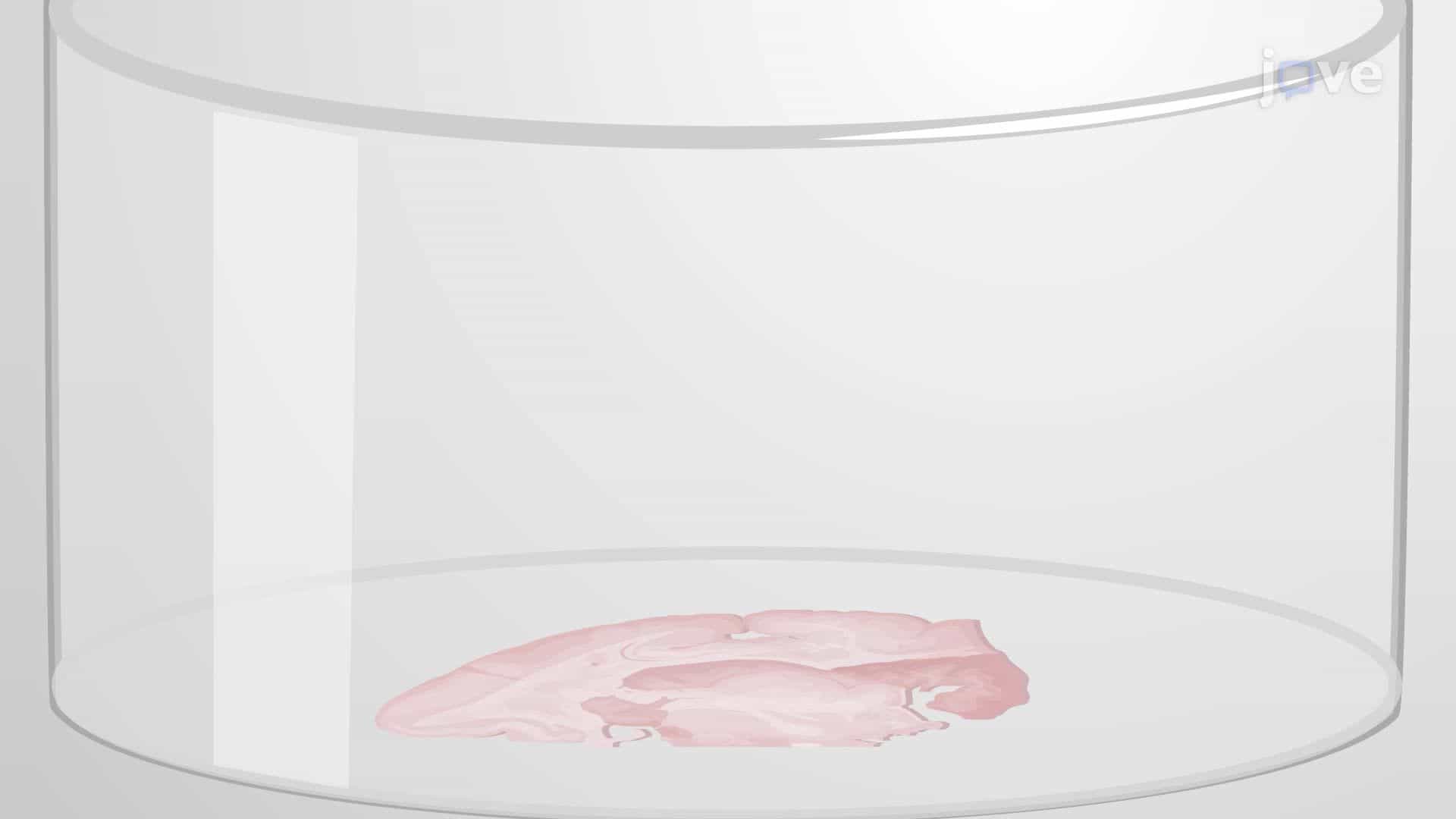 Performing Immunohistochemistry on a Non-Human Primate Brain Tissue