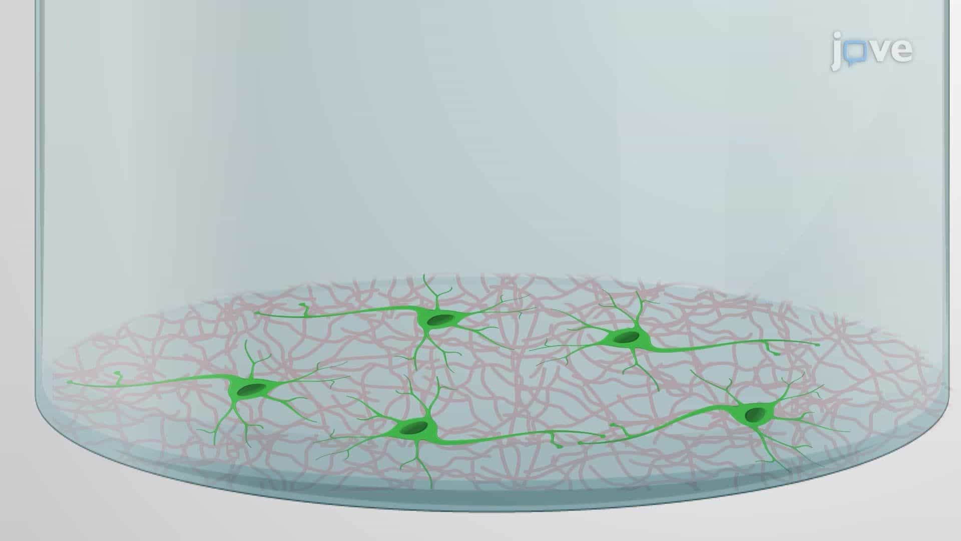Transmission Electron Microscopic Imaging of Synaptic Vesicle Endocytosis in Mouse Hippocampal Neurons