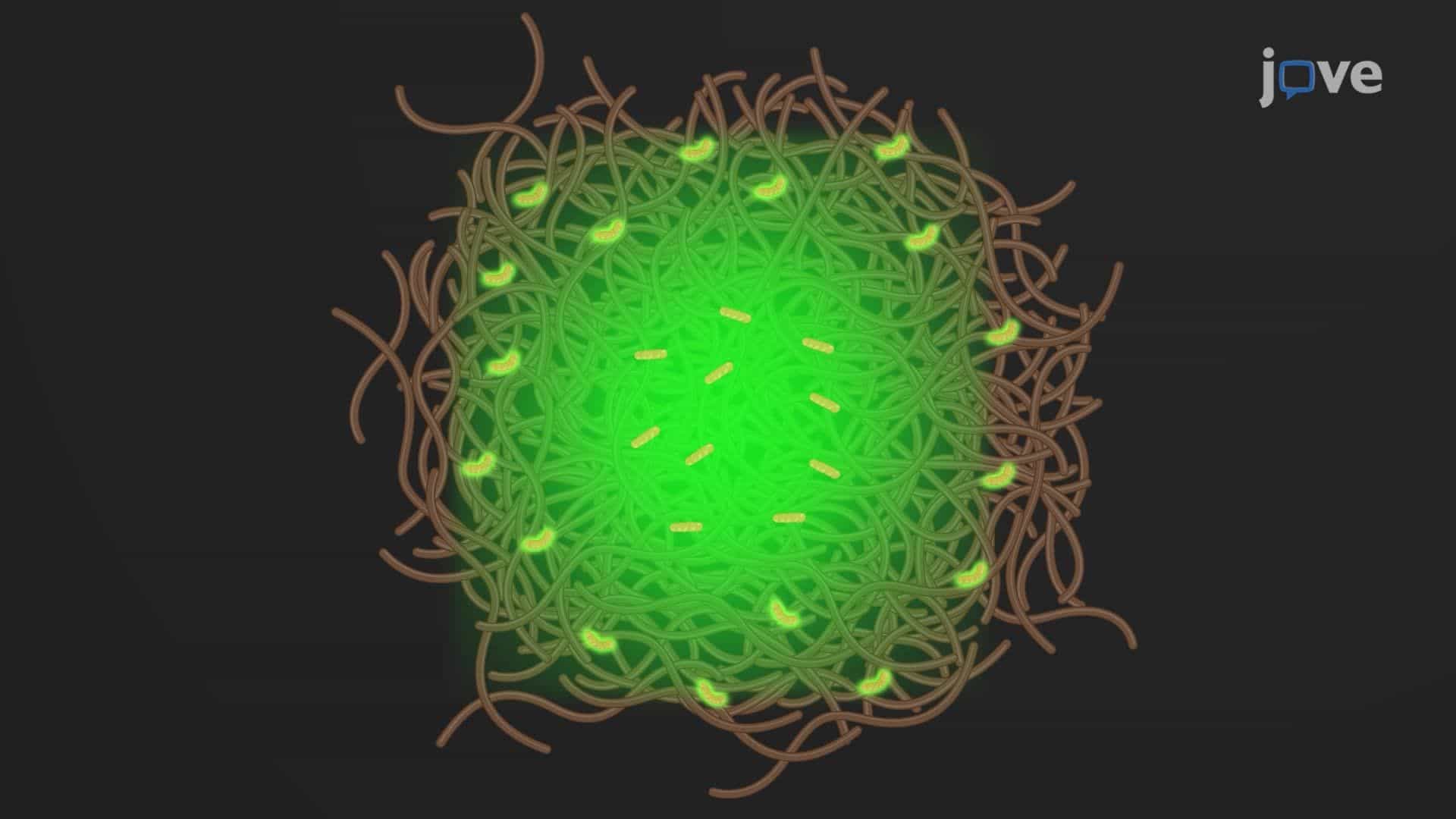 Analyzing Amyloid Structures in a Tissue Section Using Fluorescence Lifetime Imaging Microscopy