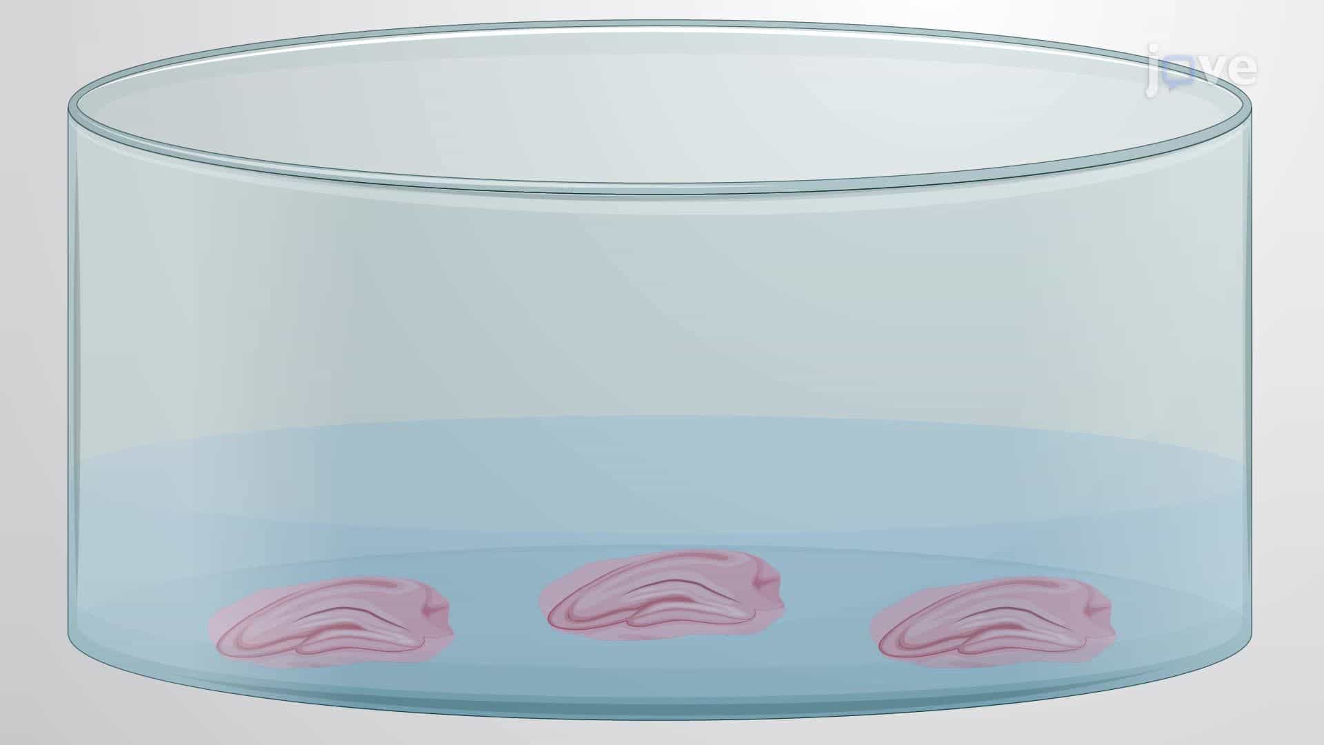 Imaging Hippocampal Neuronal Activation In Mouse Brain Sections