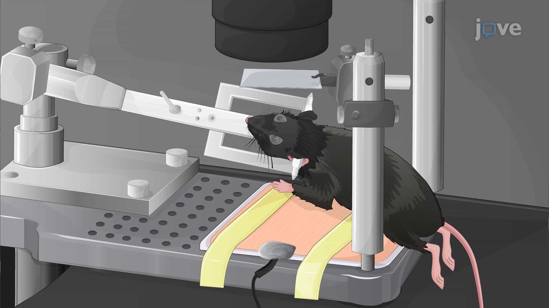 Two-Photon In Vivo Imaging of the Mouse Retina