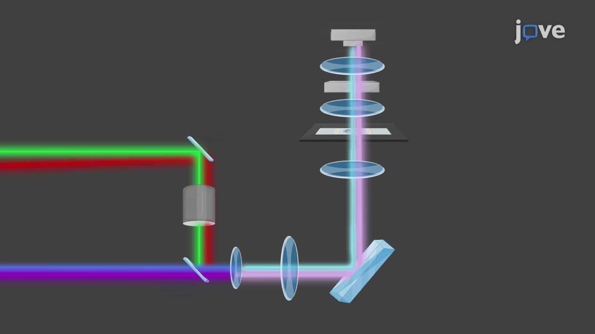 Two-Color Stimulated Raman Scattering Imaging of Mouse Brain Tissue