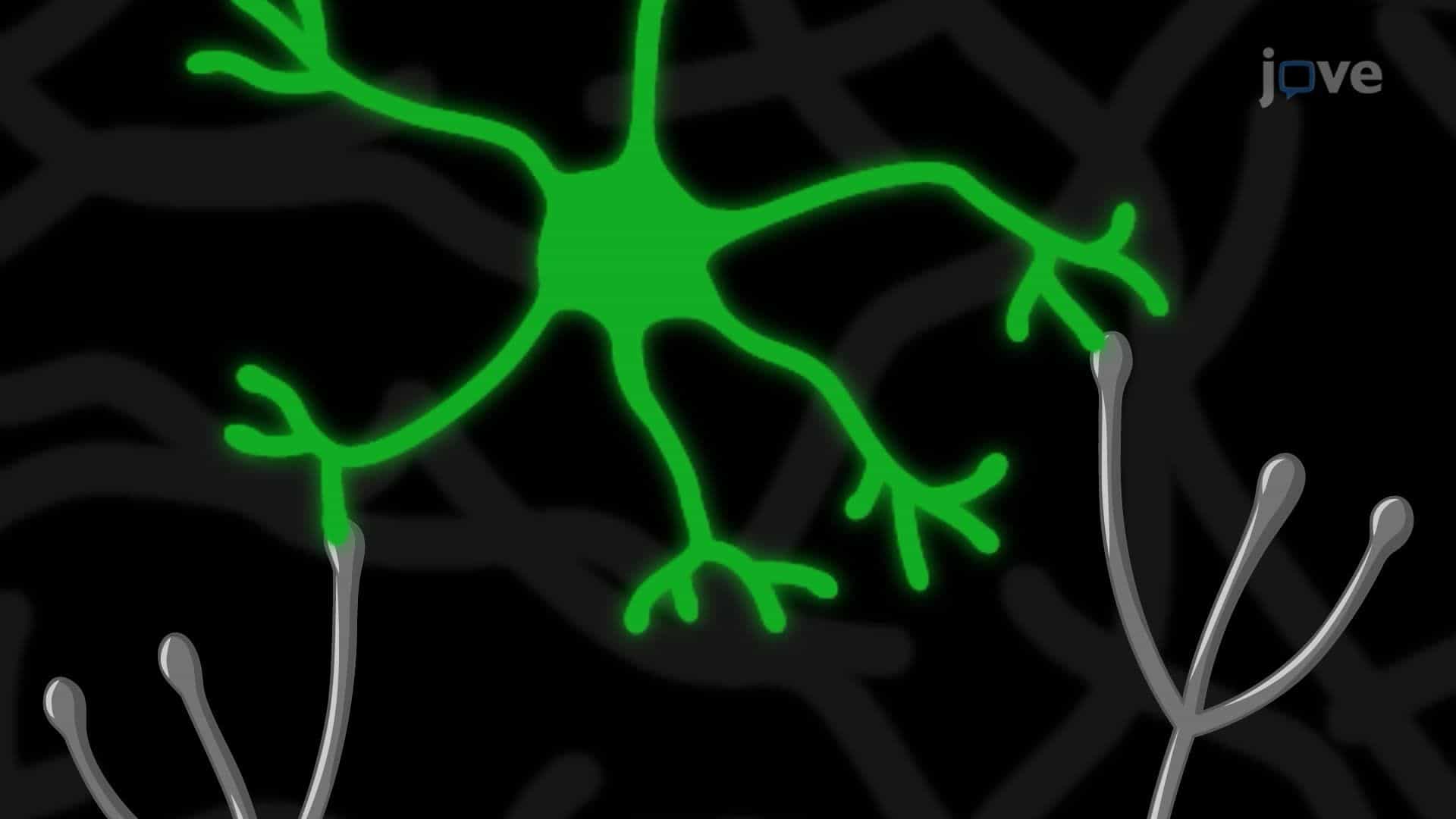Visualizing the Synaptogenesis of Cerebellar Granule Neurons at Different Developmental Stages