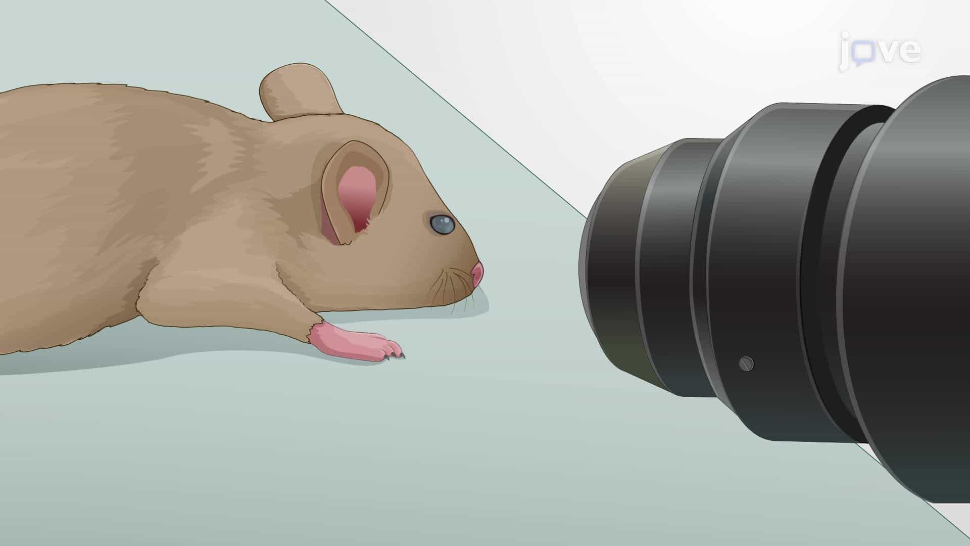 In Vivo Imaging of Retinal Microglia in a Mouse Model of Glaucoma