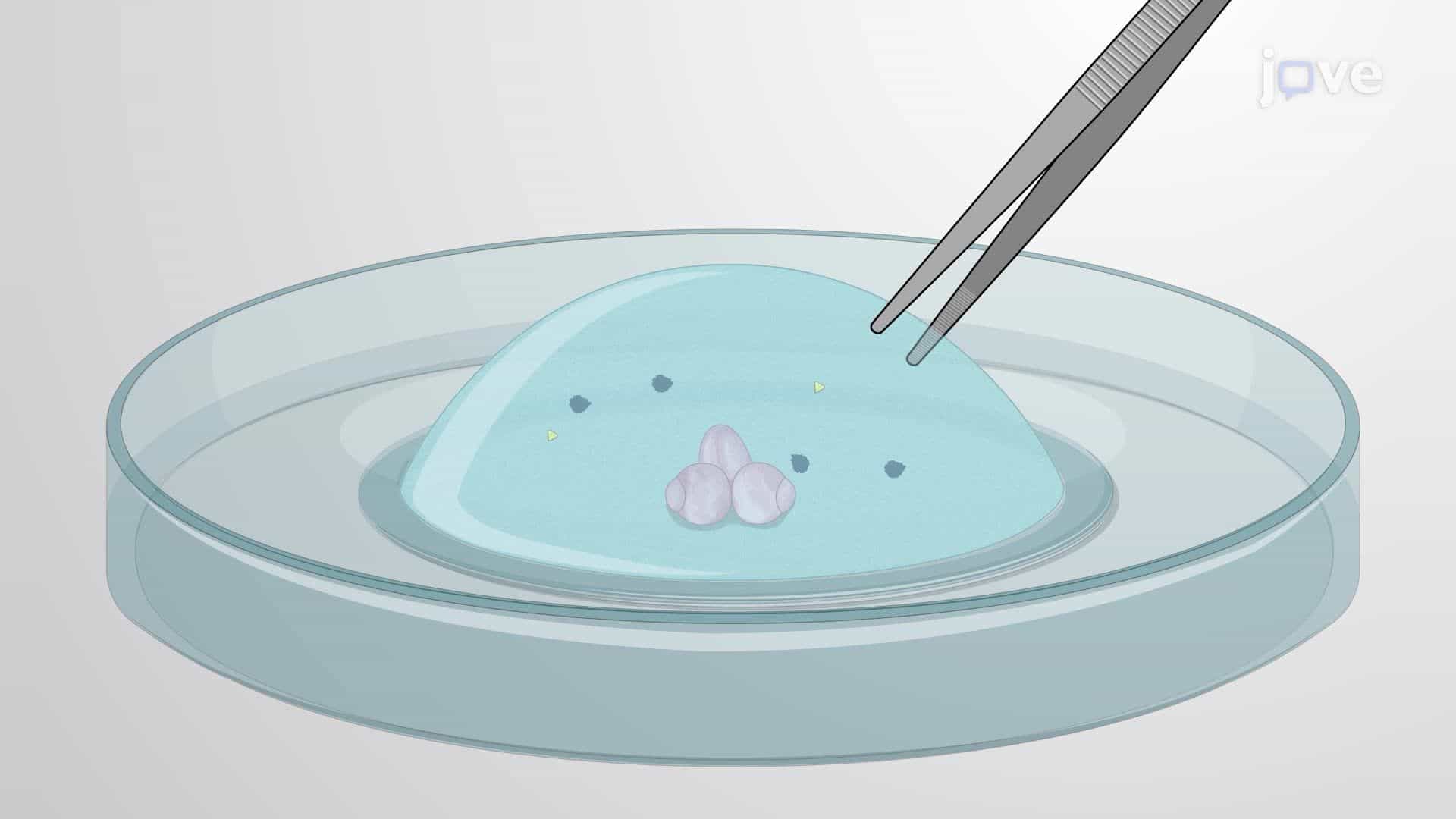 Embedding Drosophila Brain in a Matrix for Time-Lapse Imaging of the Circadian Clock Neurons