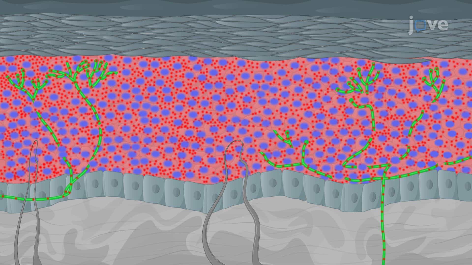Visualization of Mitochondria within Intraepidermal Nerve Fibers