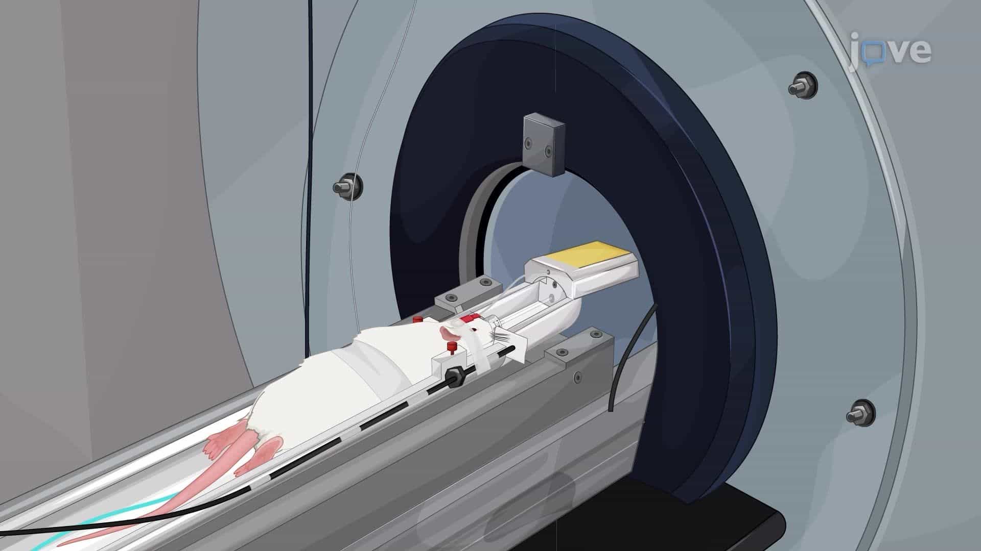 Functional Magnetic Resonance Spectroscopy of the Rat Barrel Cortex During Whisker Stimulation