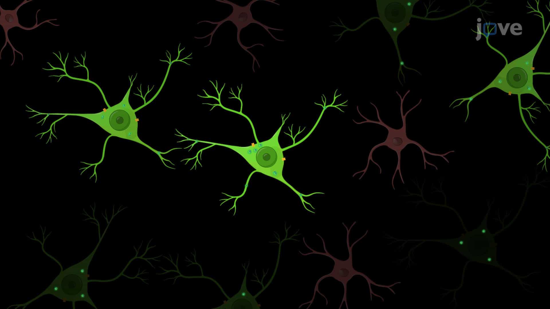 Two-Photon Holographic Microscopy to Study Neural Activity and Connectivity in a Mouse Model