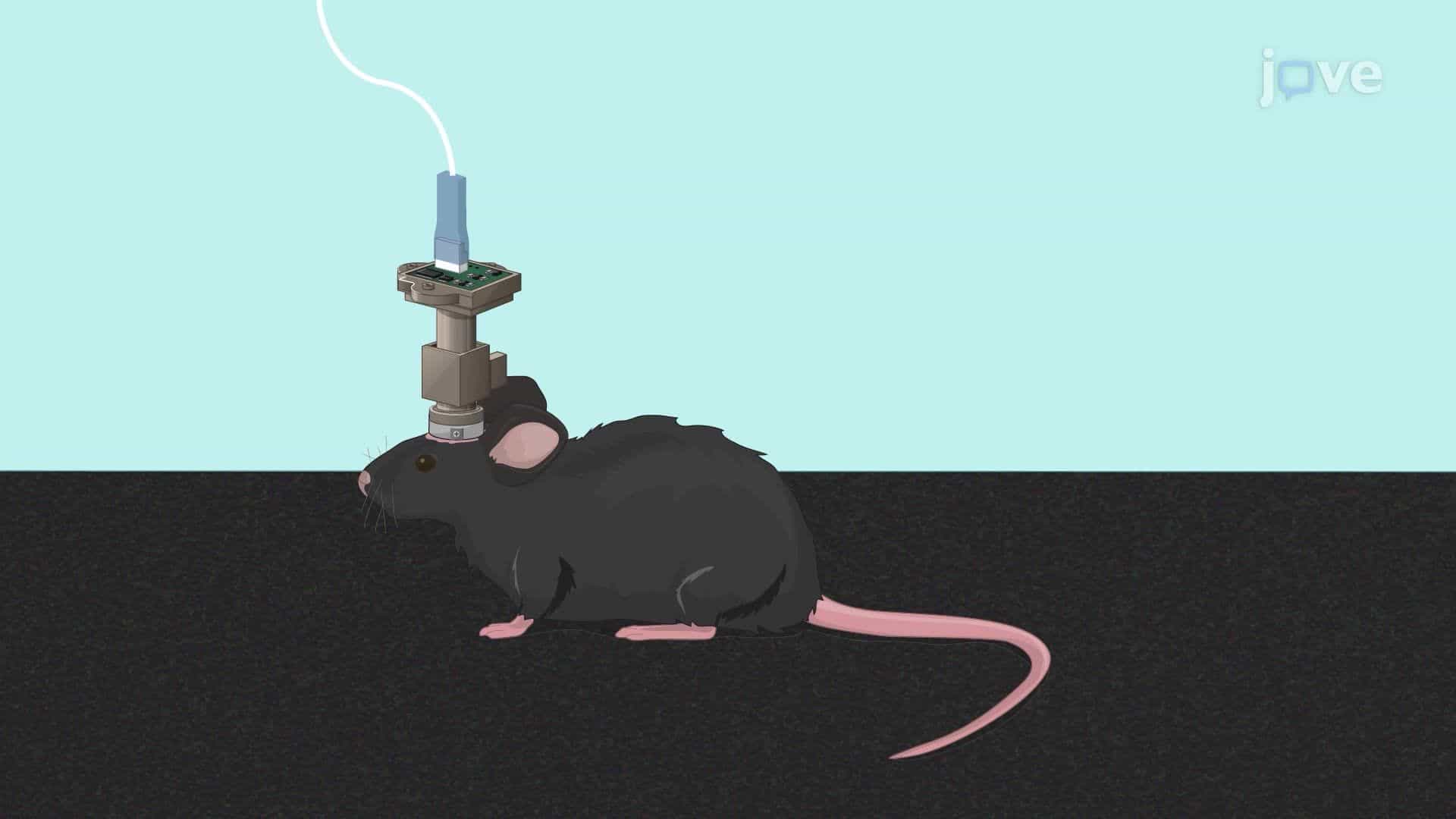 Real-Time Calcium Imaging of a Mouse Medial Prefrontal Cortex Using a Miniscope