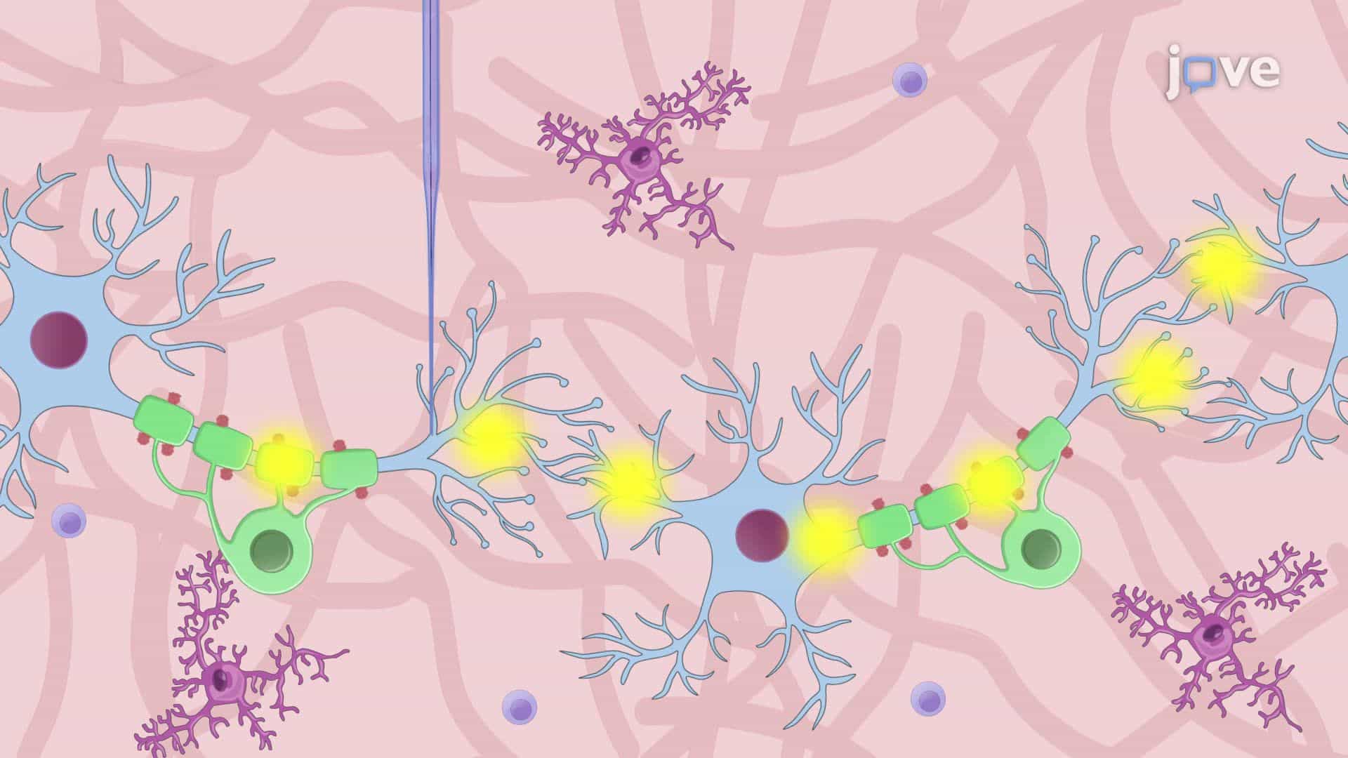 Juxtacellular Recording and Staining for Precise Mapping of Neural Activity in an Awake Rat