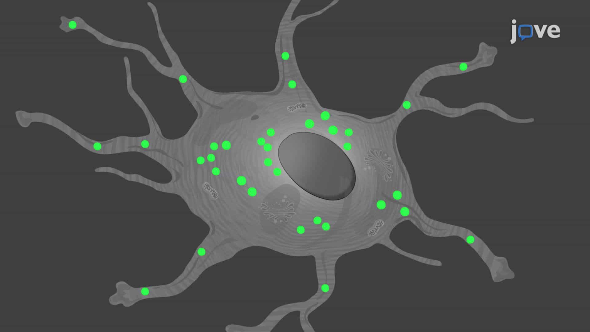 Visualizing Intracellular Transport of Cargo in Cultured Astrocytes
